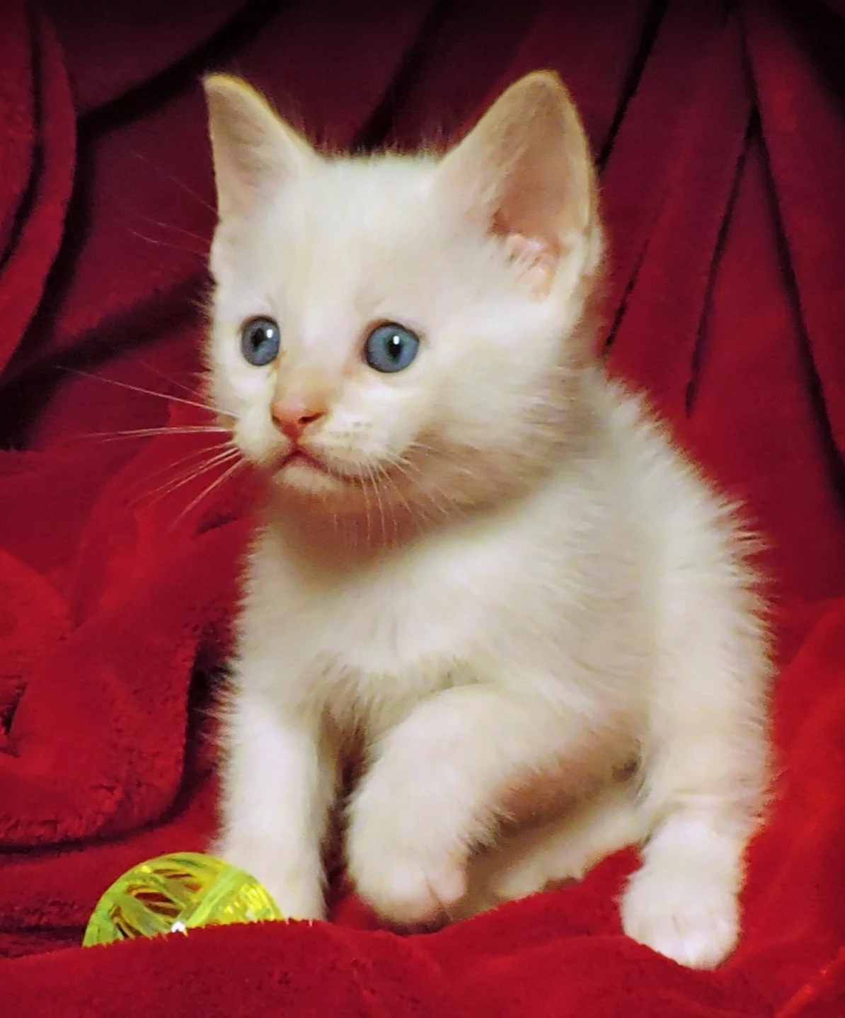 Kittles+m.jpg