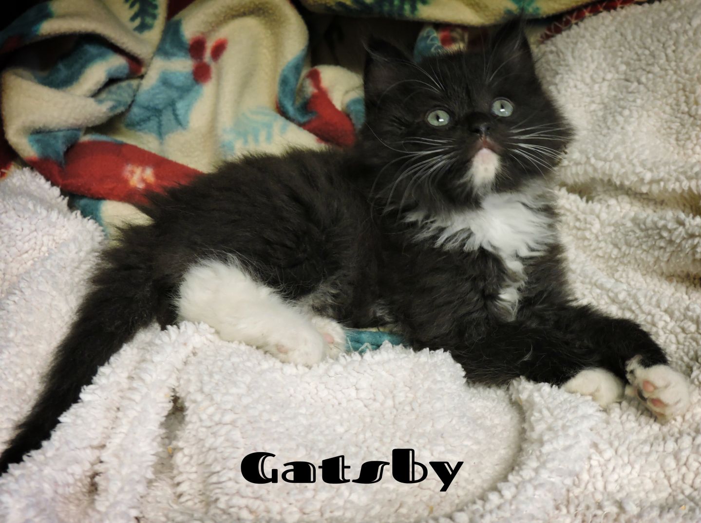 Gatsby m.jpeg