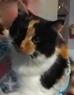 Roxi.jpg
