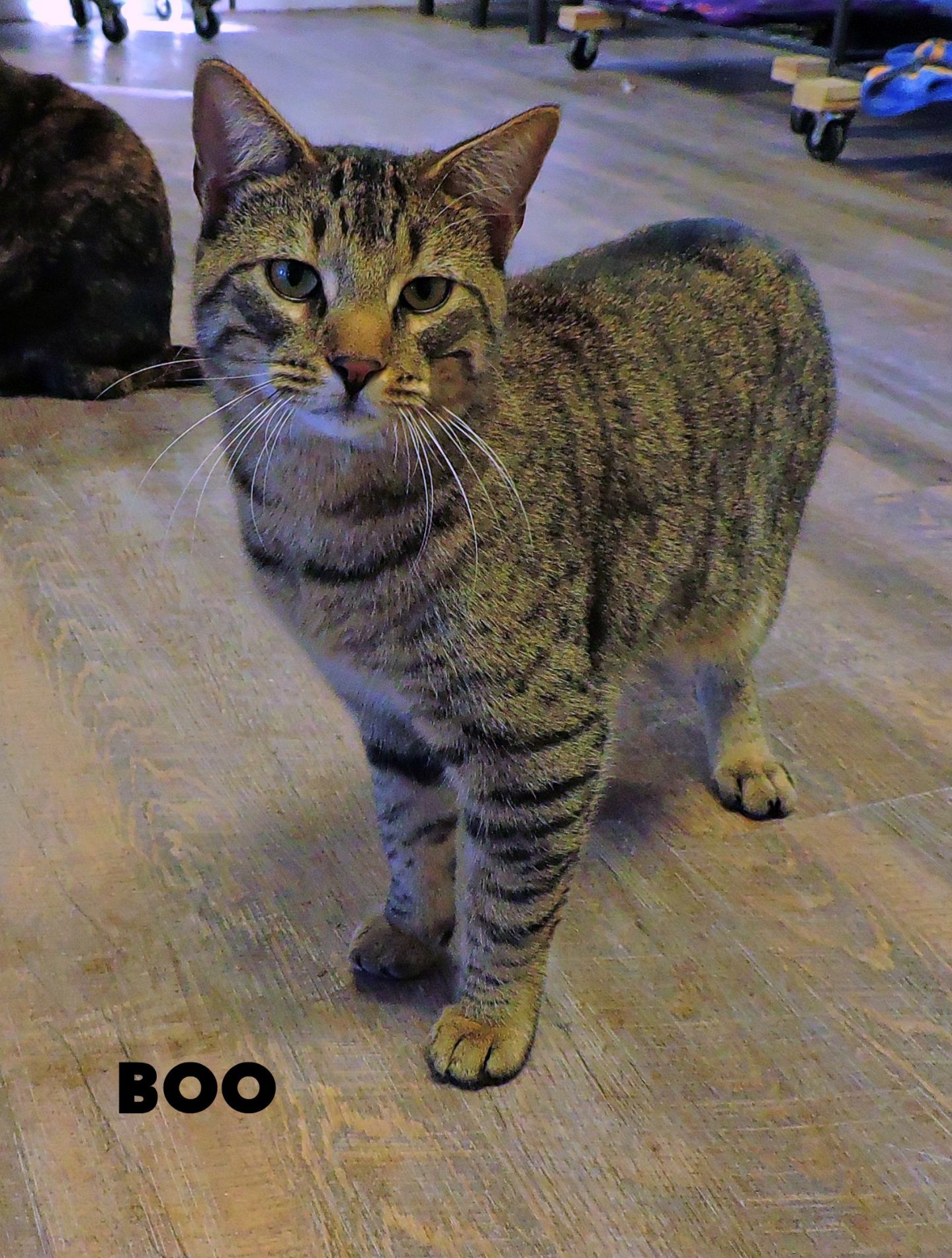 Boo m.jpeg
