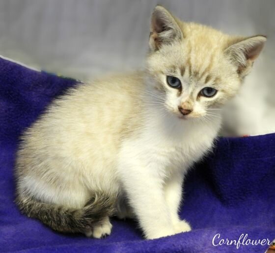 19 Placements Kitty City Cat Rescue