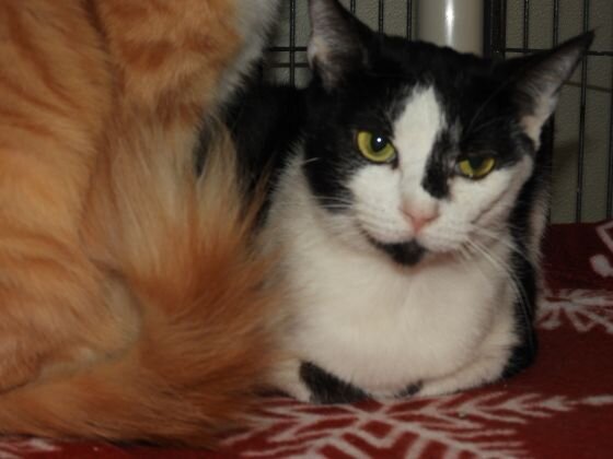 19 Placements Kitty City Cat Rescue