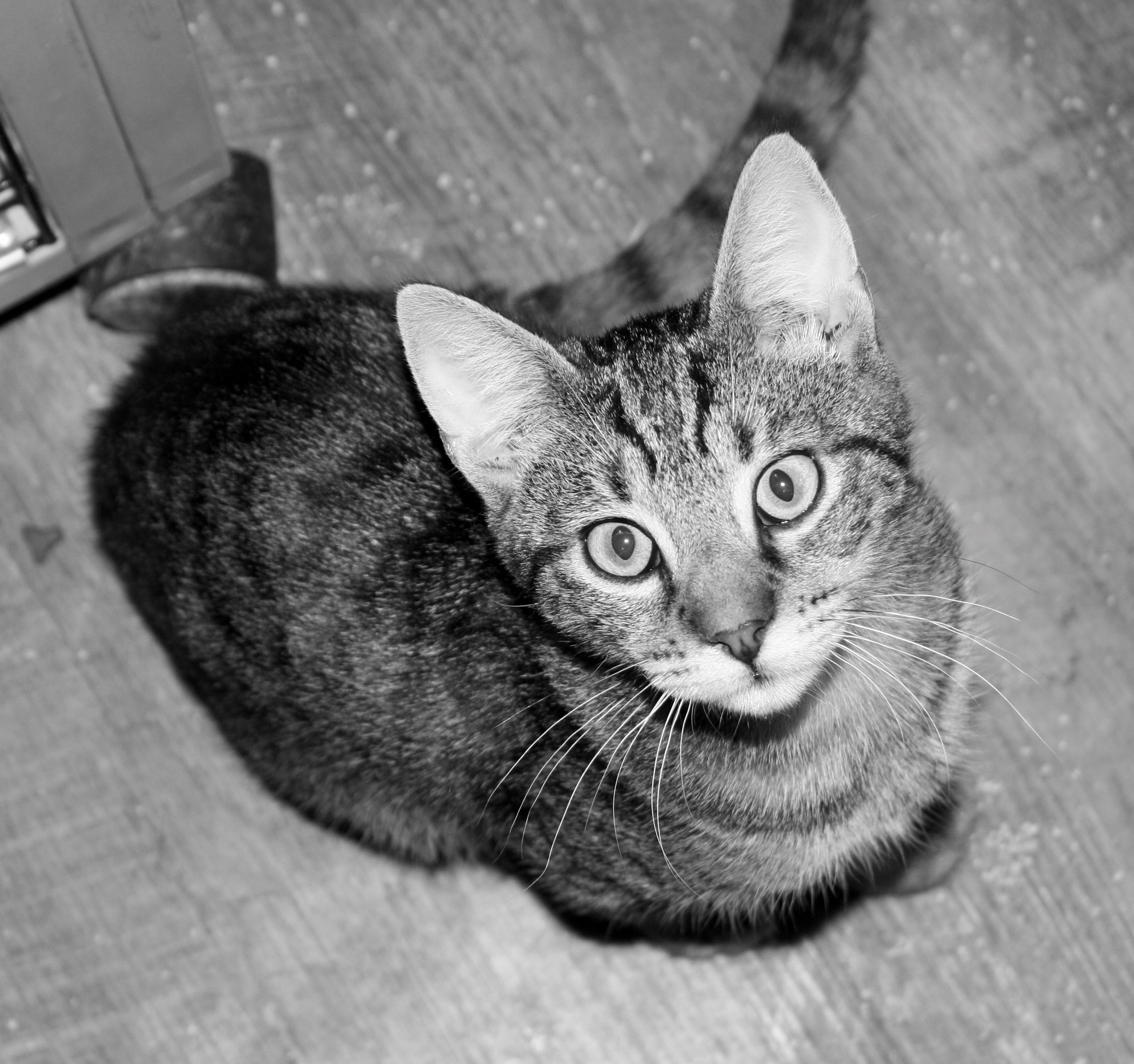 Mischief Close Up Diagonal.jpg