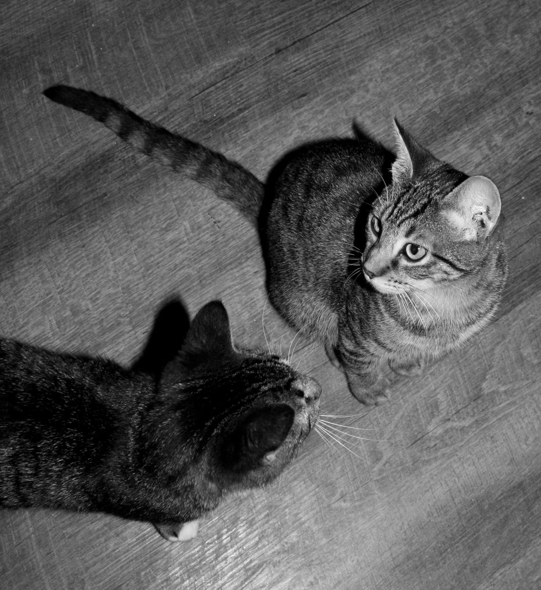 Mischief and Rudy.jpg