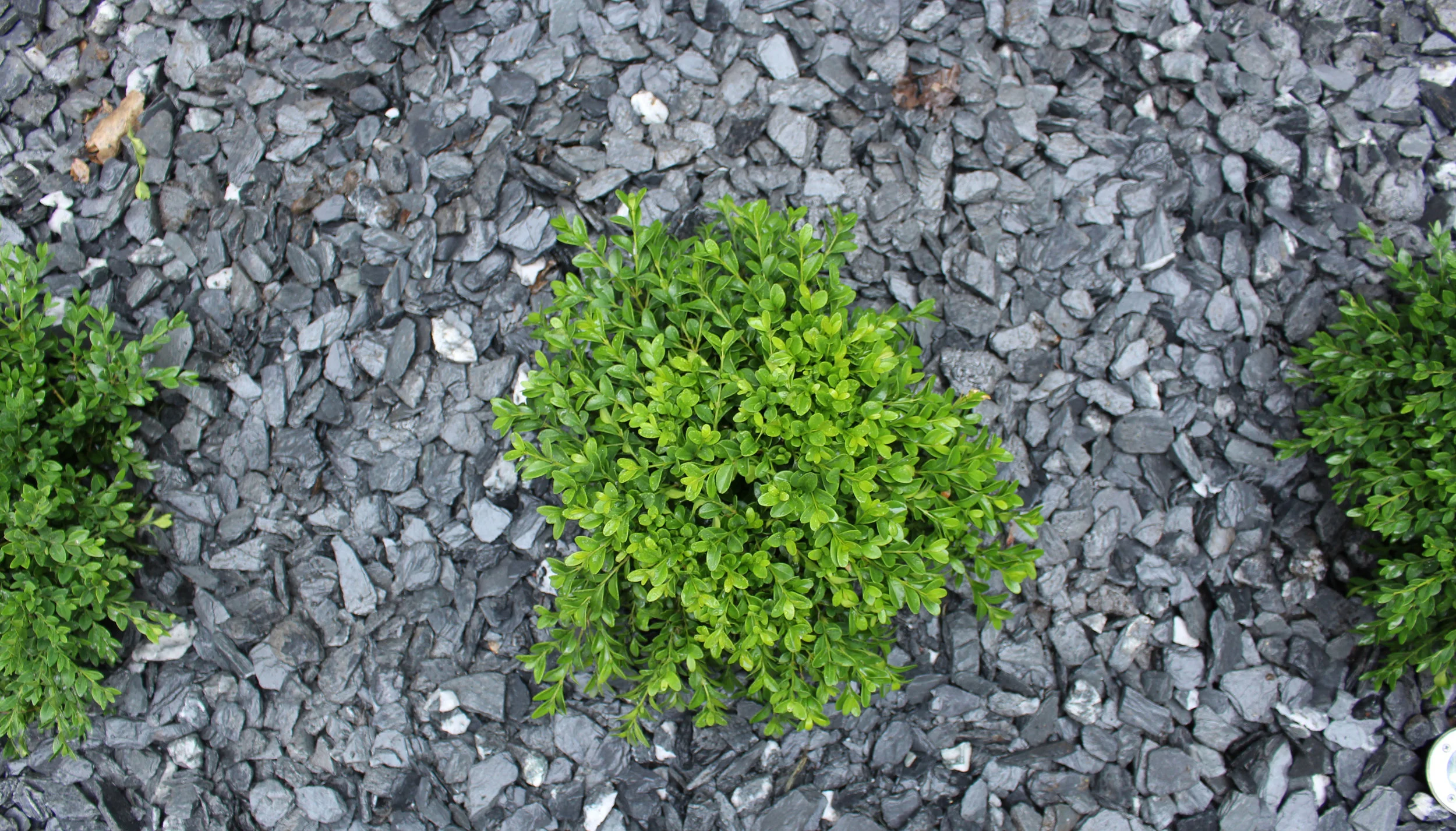 Boxwoods and Slate Rock 1-rotated.jpg
