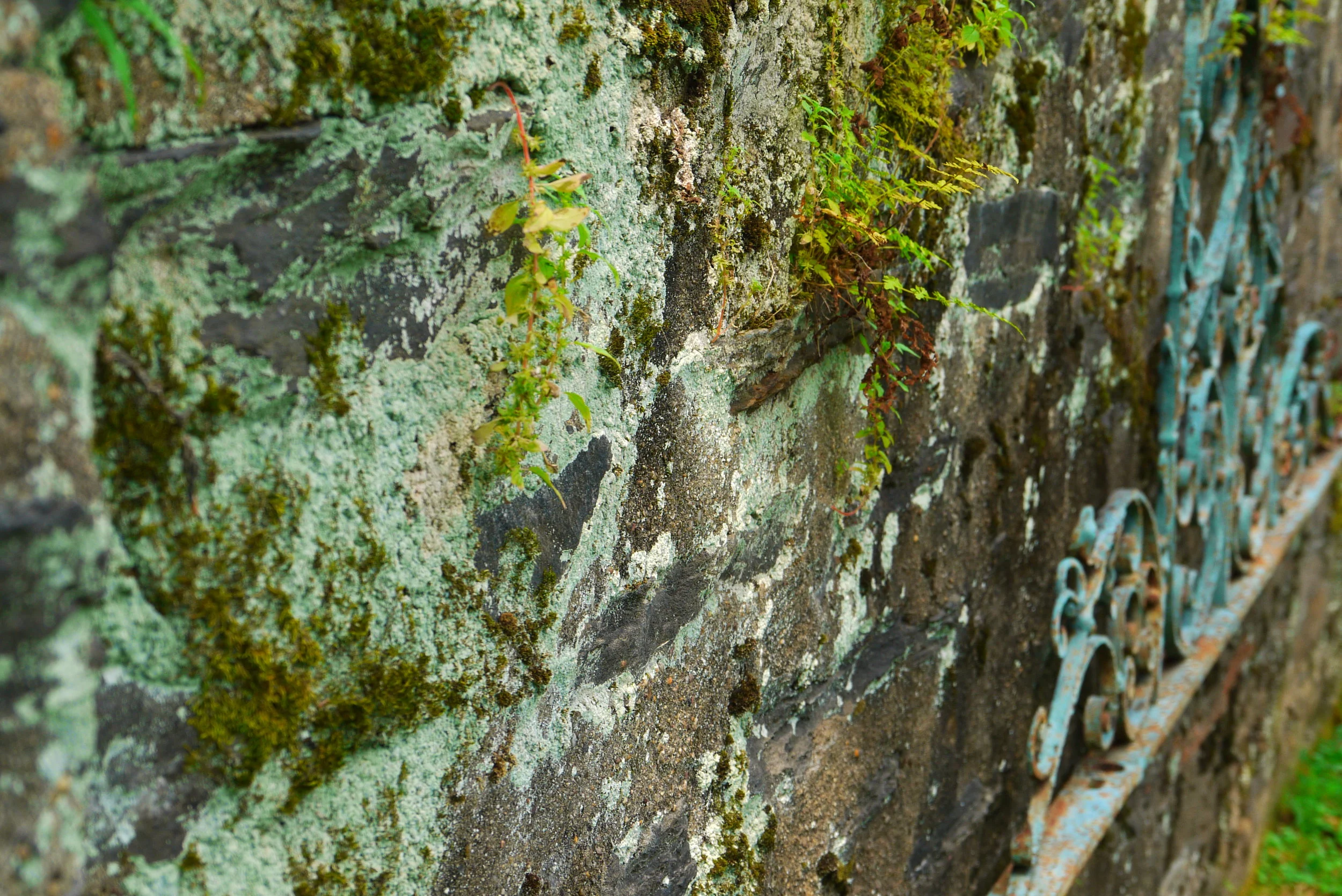 Moss