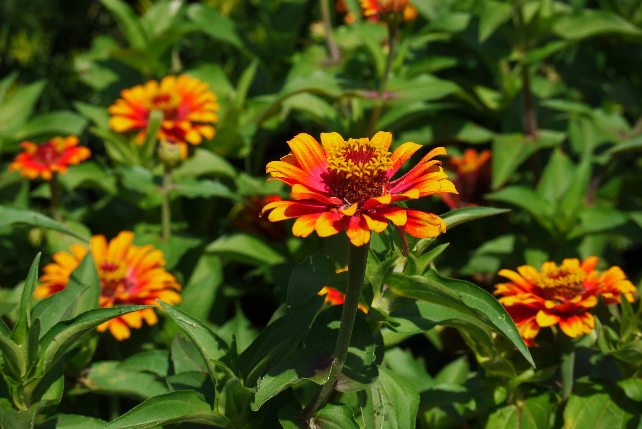 Bright Flower