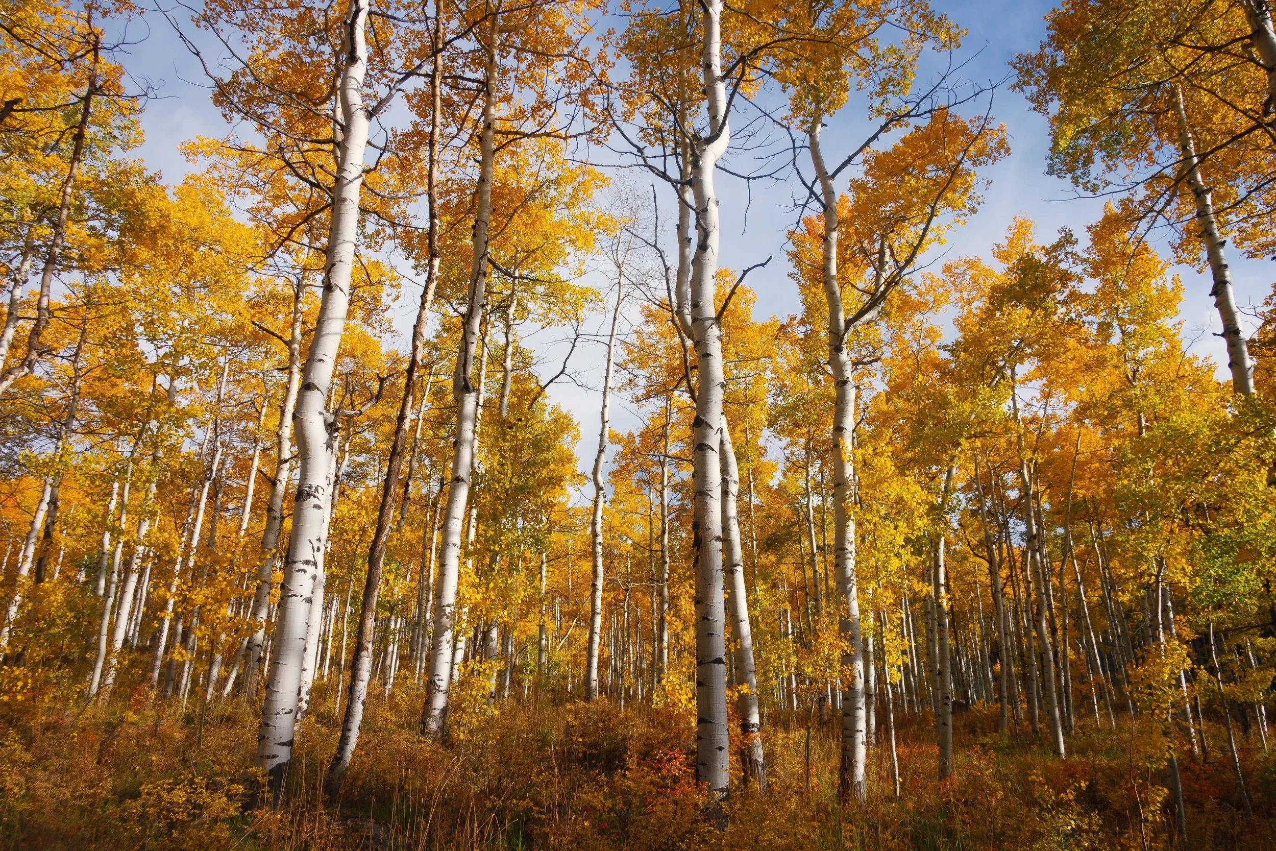 Aspens in the fall.jpg
