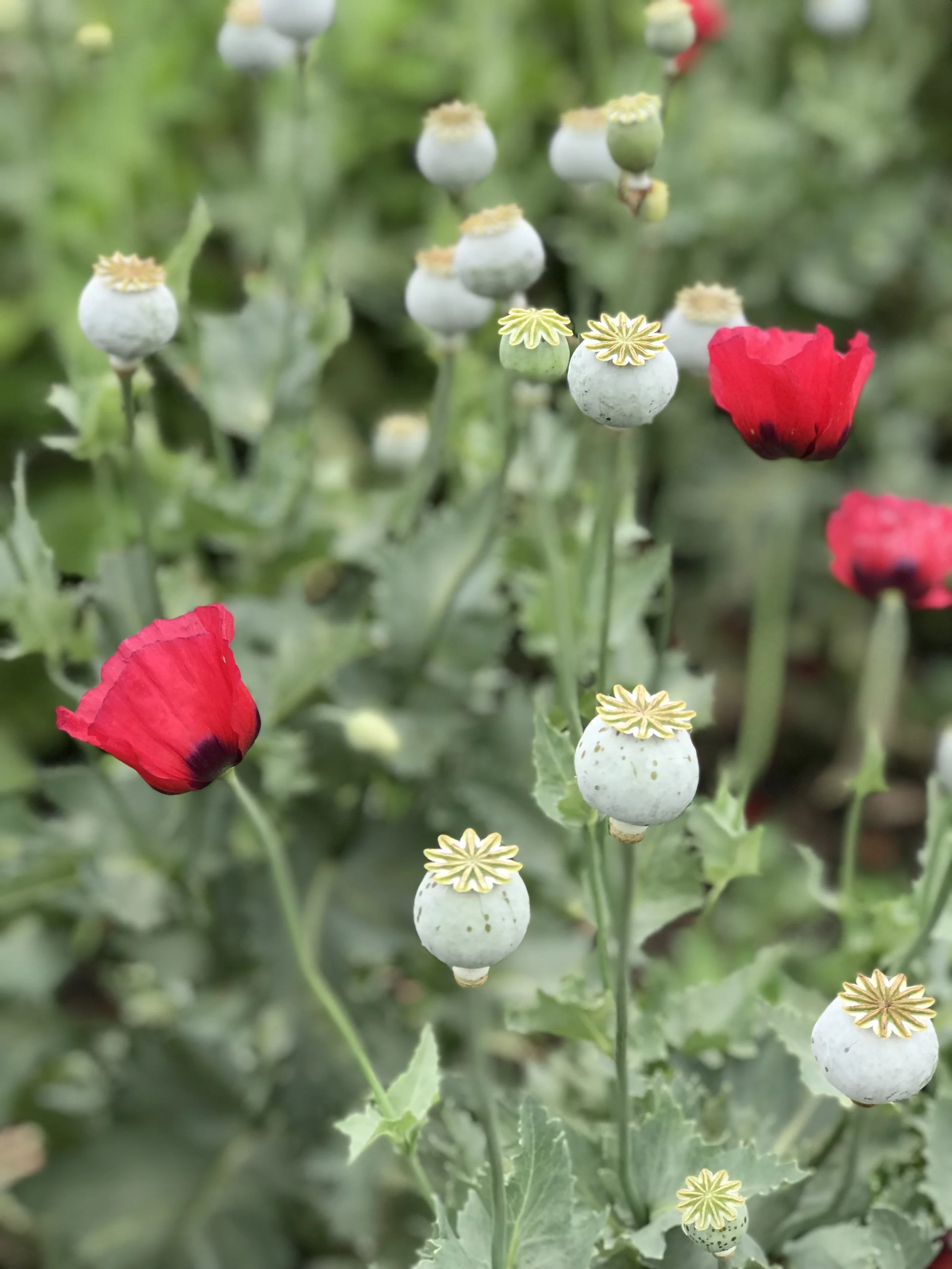 poppies