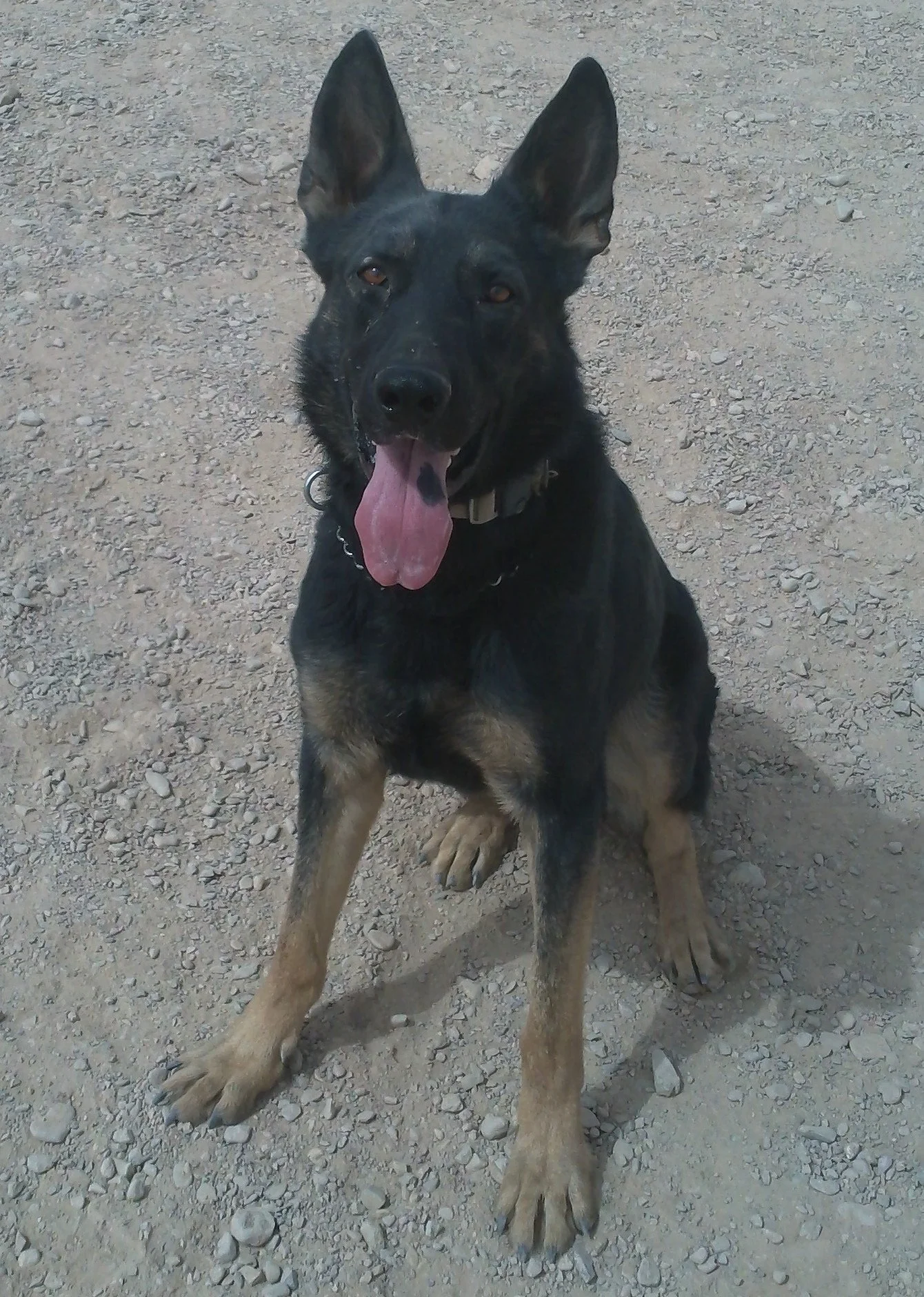 Military Working Dog Grief posing on deployment to Afghanistan