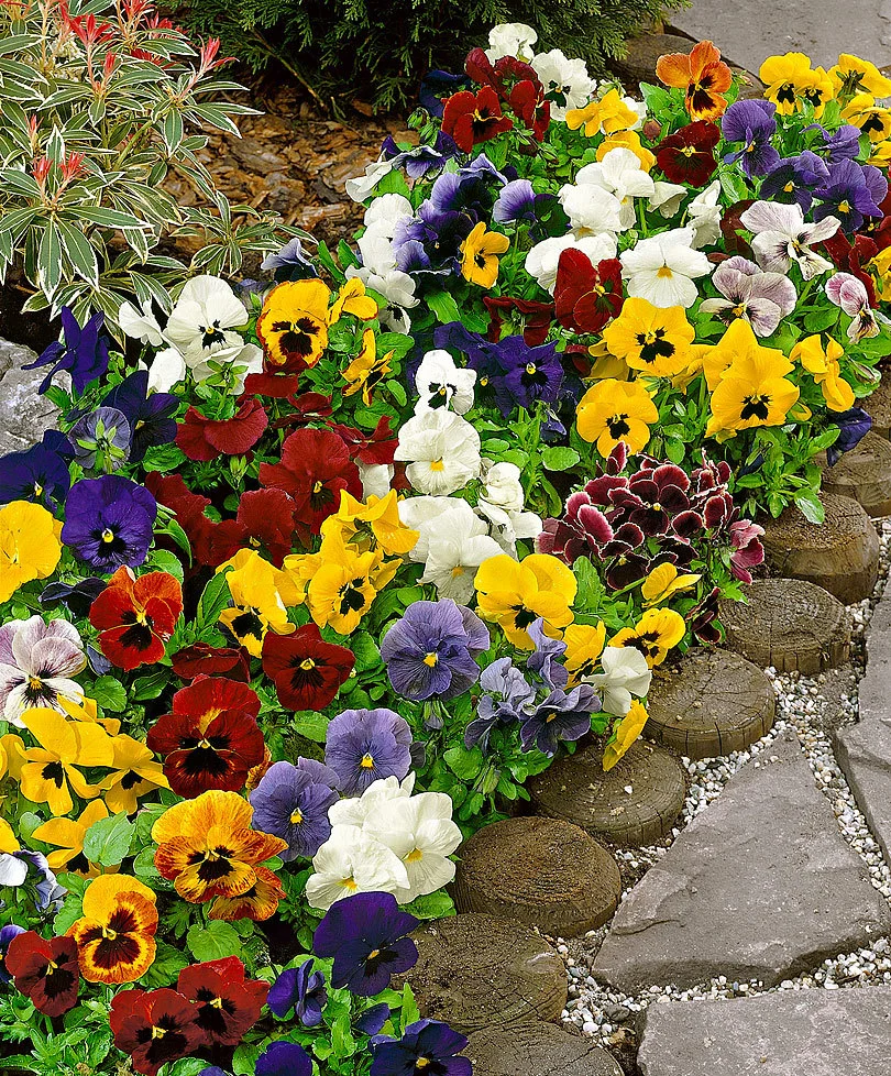 Pansies.jpg