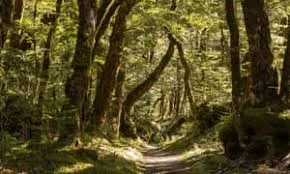 Forest.jpeg