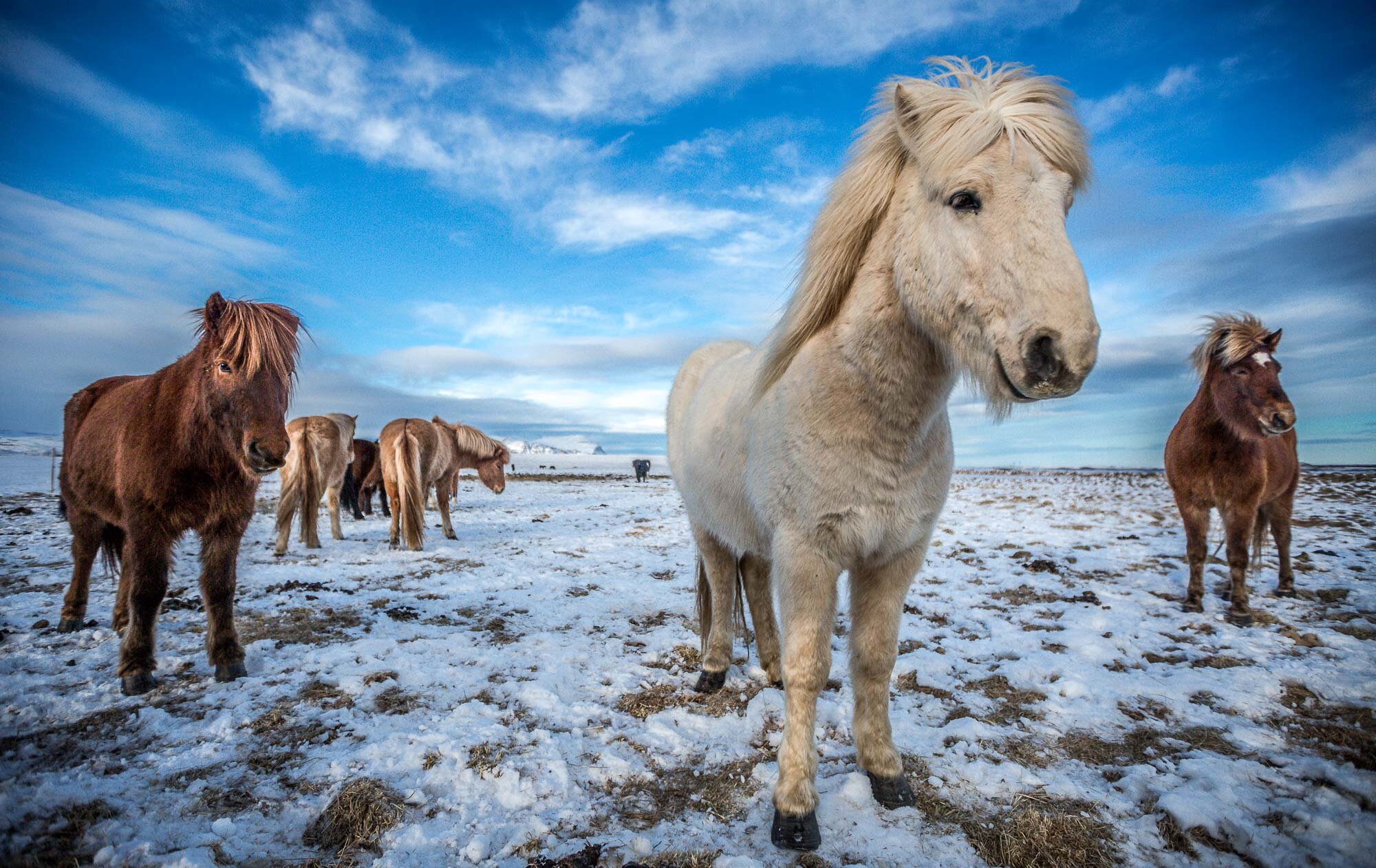 Islandic Horses