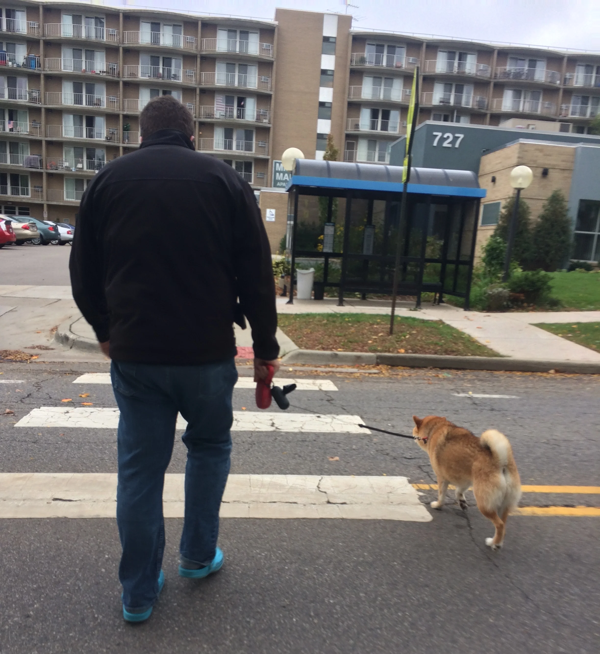 Focus on Dog Walking