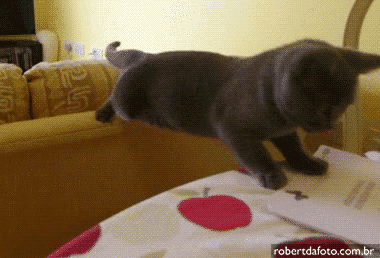 giphy.gif