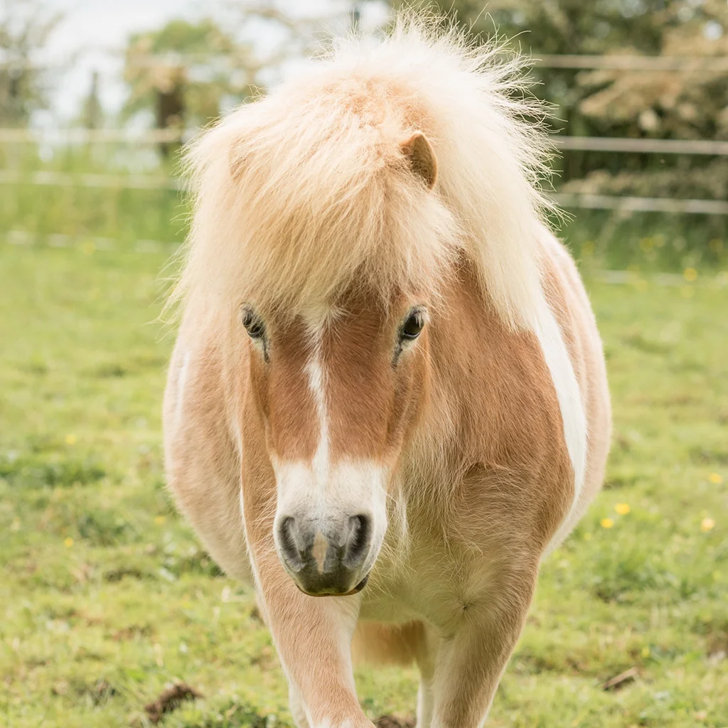 _DSC7823.PIPPIN.jpg
