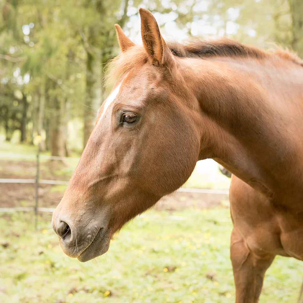 _DSC7610.ROMEO.jpg