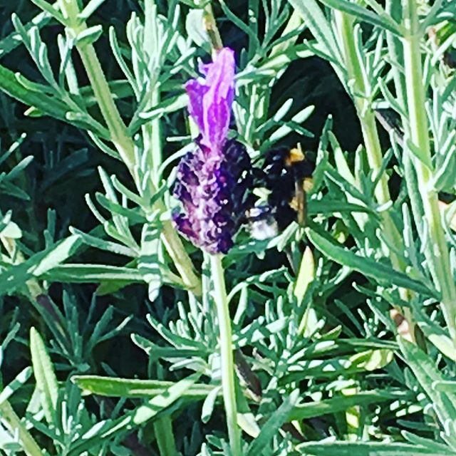 Lots of these very welcome visitors to the farm this summer. They're loving all the flowers &amp; making the most of the sunshine. Great lessons for life. #earthhorse #beesknees