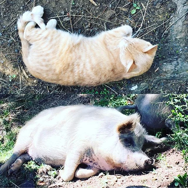 What's our favourite time of day on the farm? Nap time, of course! #earthhorse #snoozebutton