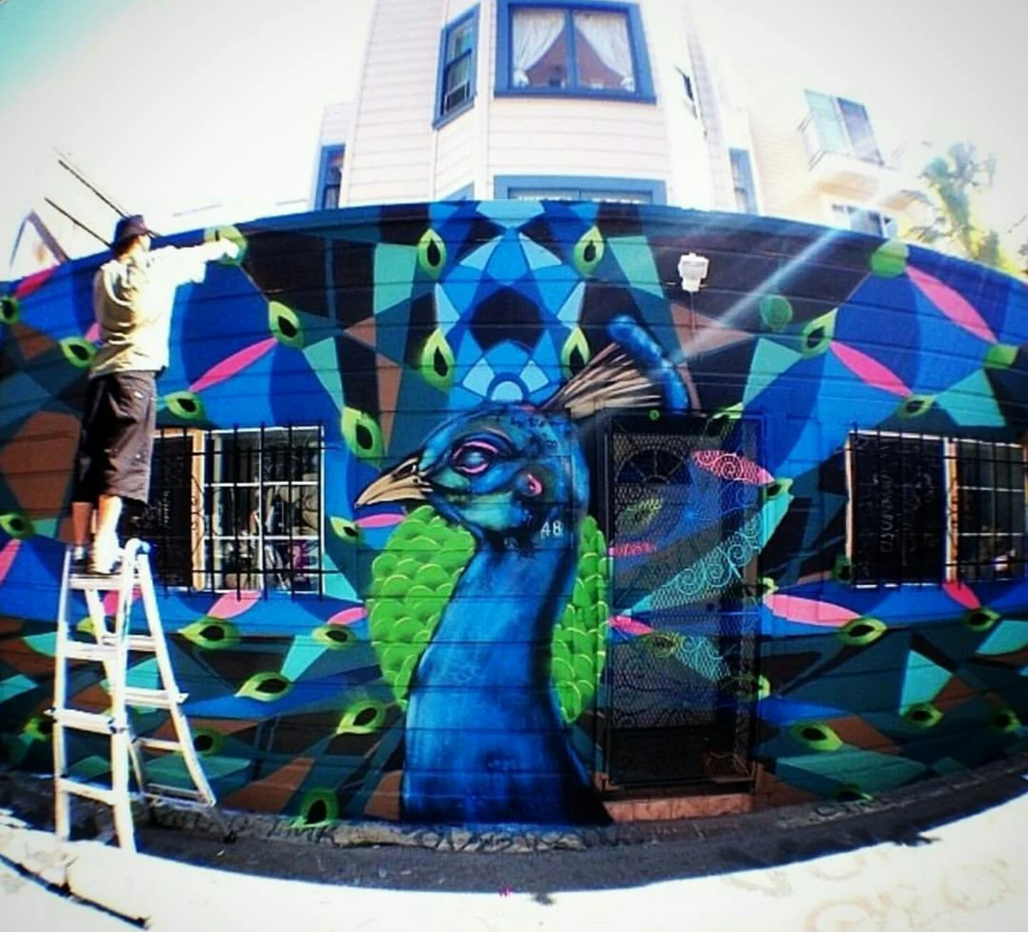 Peacock