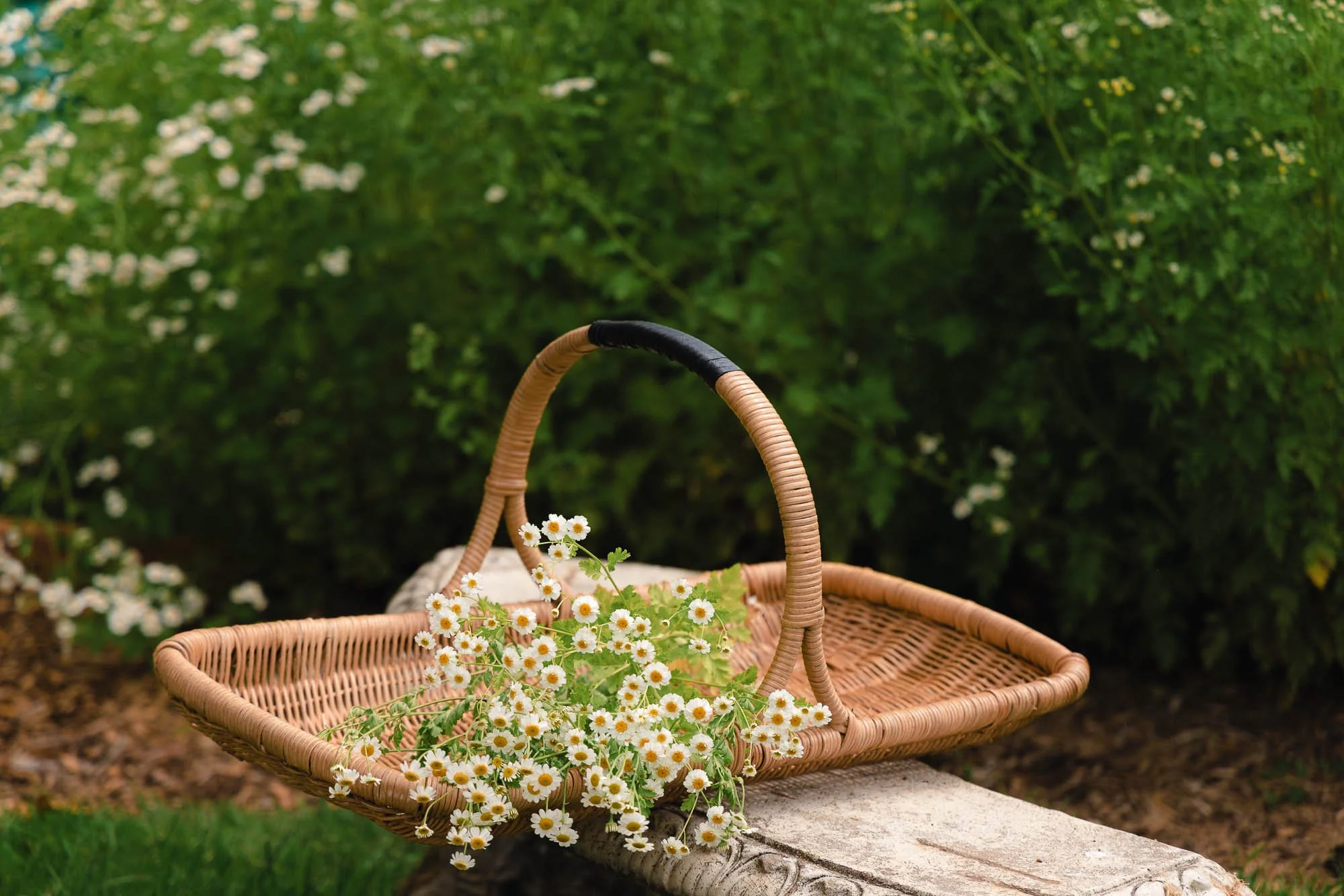 White feverfew flowers harvested in a wicker basket at White Brick Flower Farm.