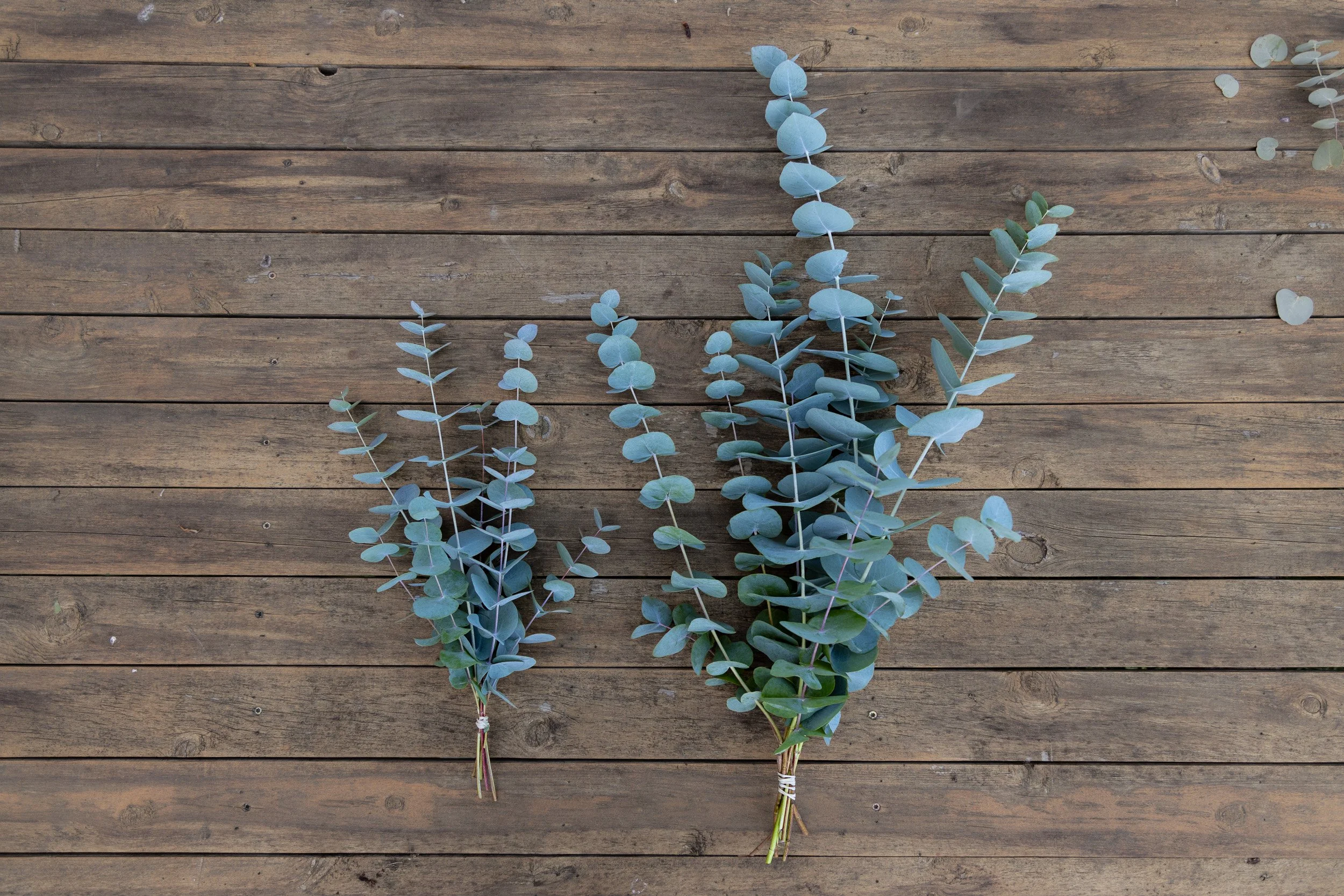 Two sprigs of eucalyptus leaves on a wooden surface.