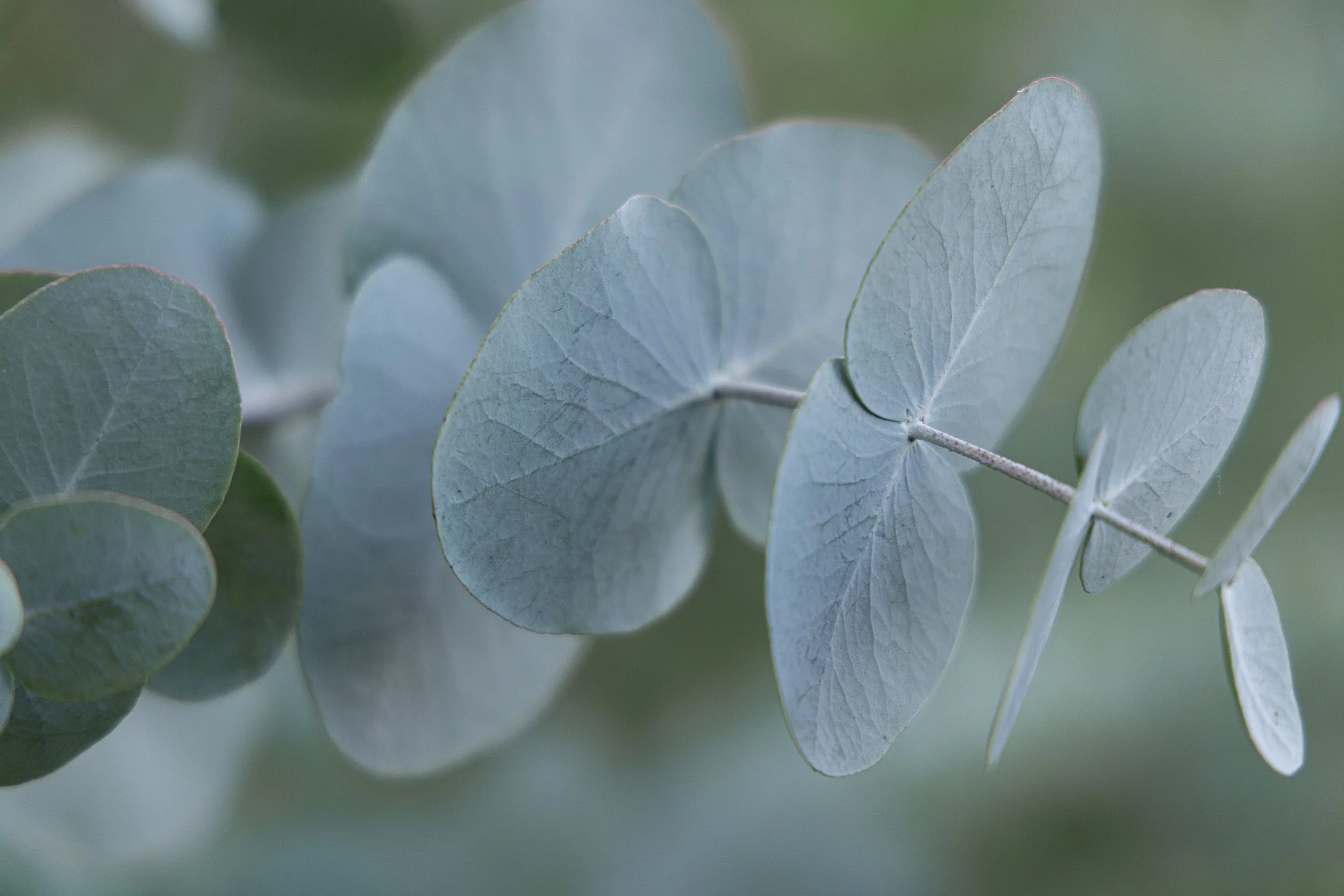 Close-up of eucalyptus leaves with a soft green background.