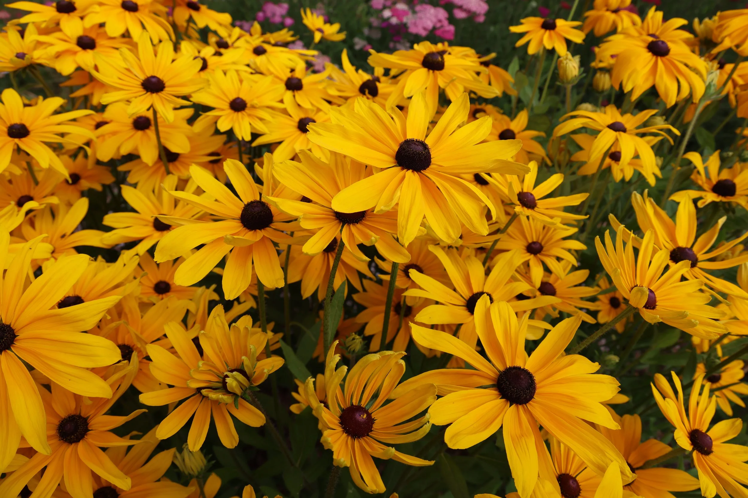 A close-up of a cluster of bright yellow Rudbeckia flowers with dark centers, with some pink flowers in the background.