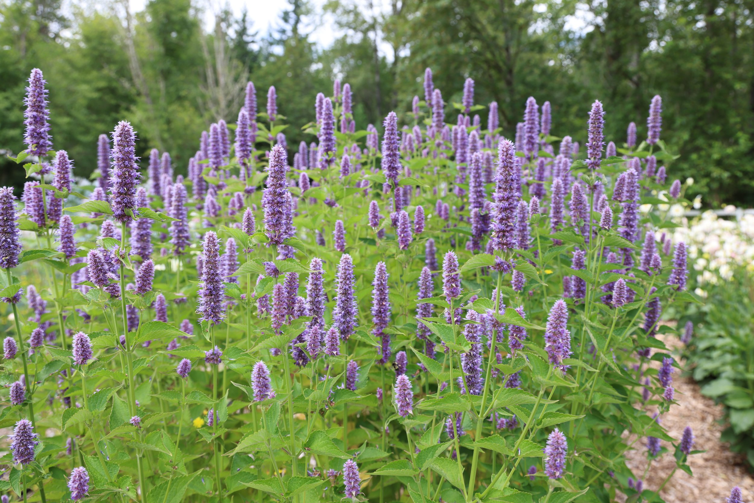 agastache-flowers-cutting-garden14.JPG