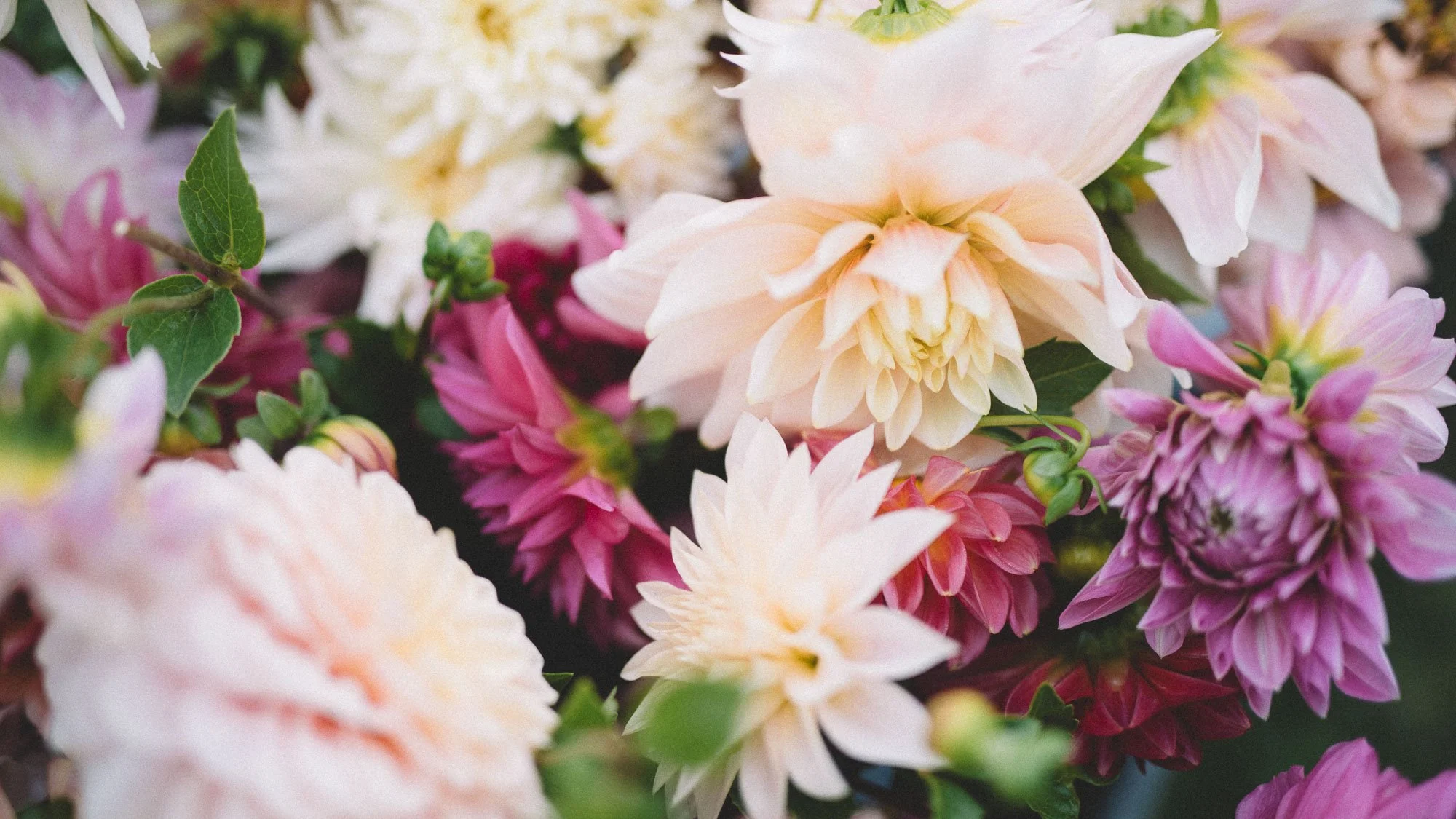 Close-up of various multicolored dahlias in shades of white, pink, and purple with green leaves.