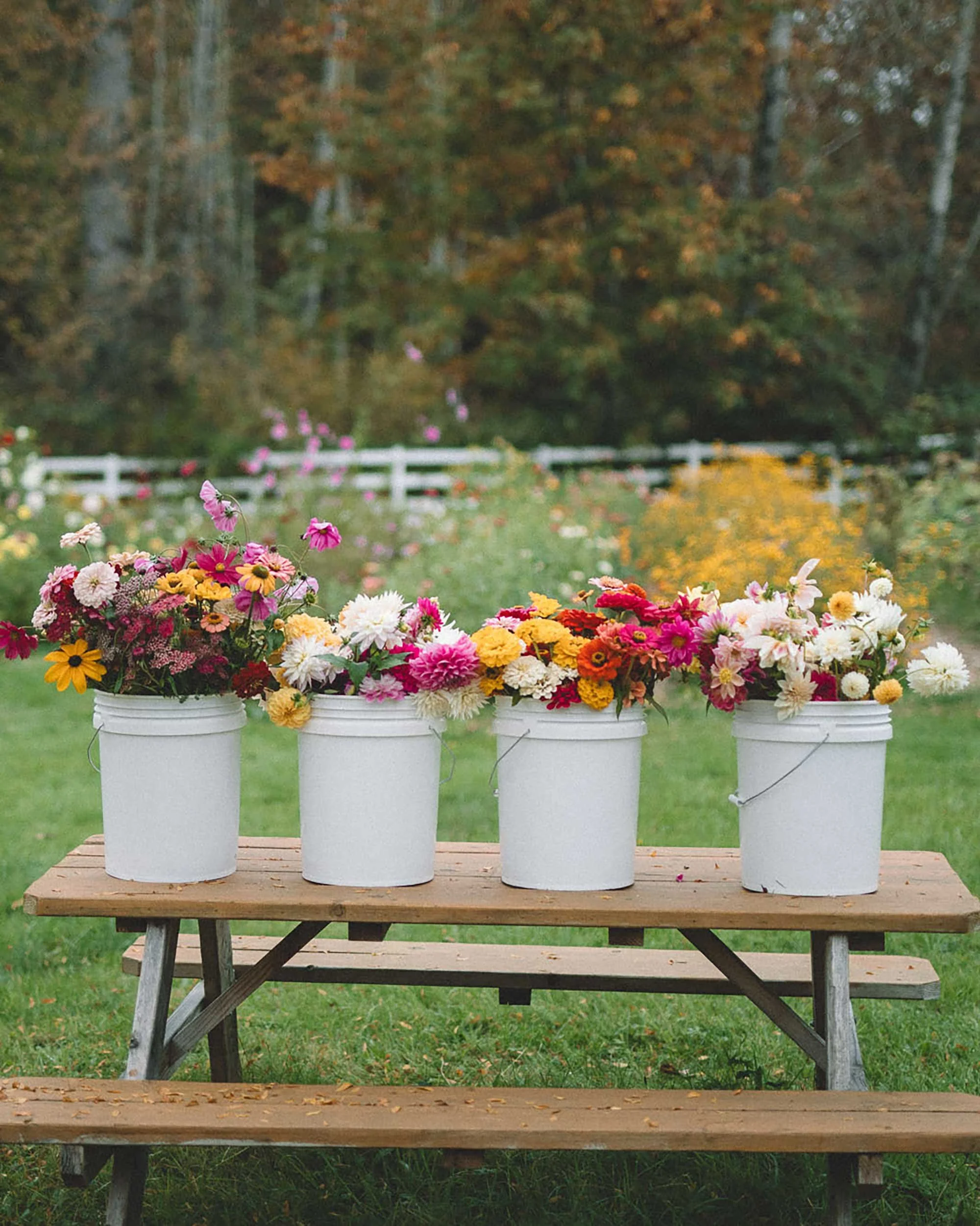 Five white buckets filled with various colorful flowers placed on a wooden table outdoors. In the background, there is a white fence and trees with autumn foliage.