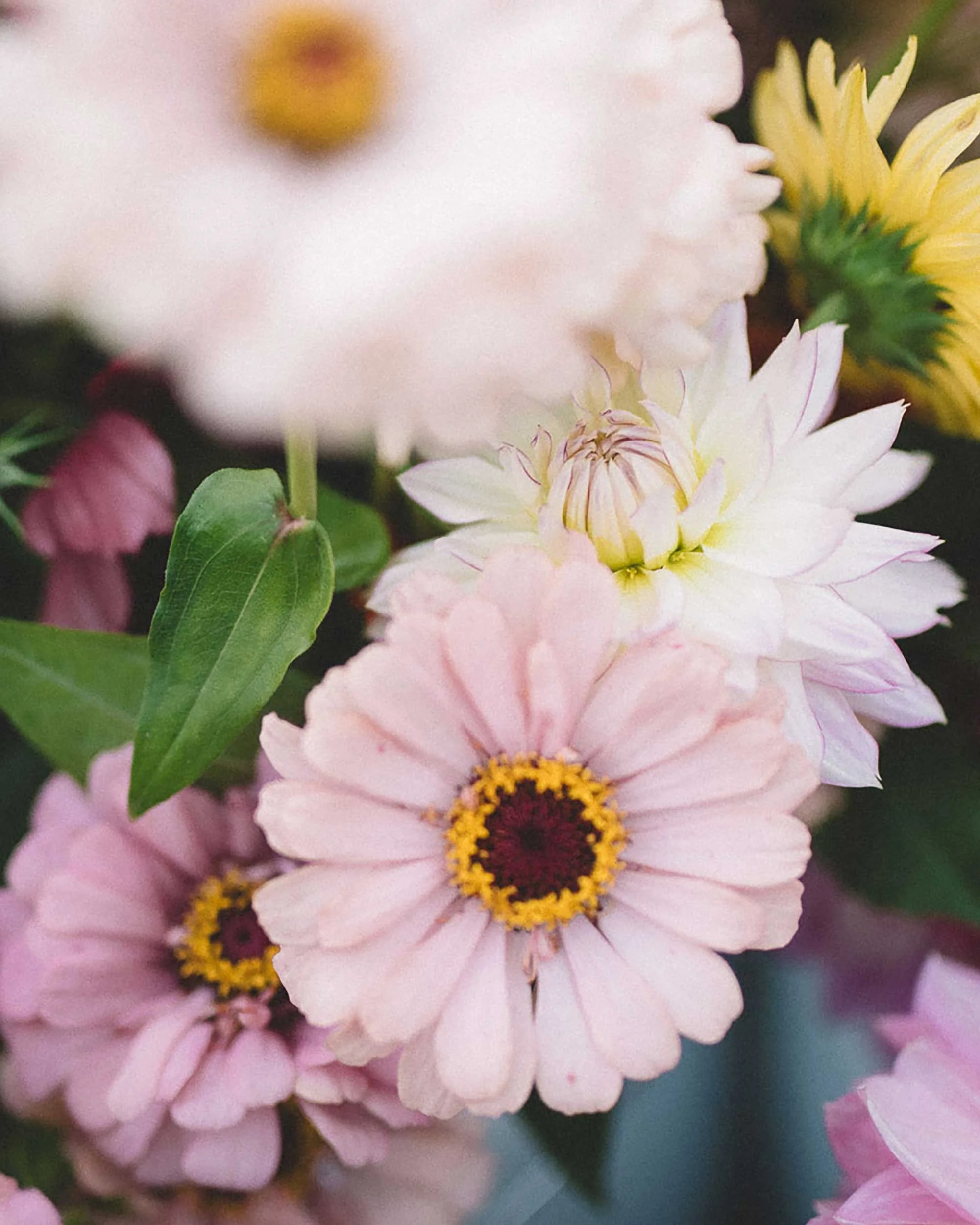 Best-Summer-Cut-Flowers-Dahlia-Zinnia-5.jpg