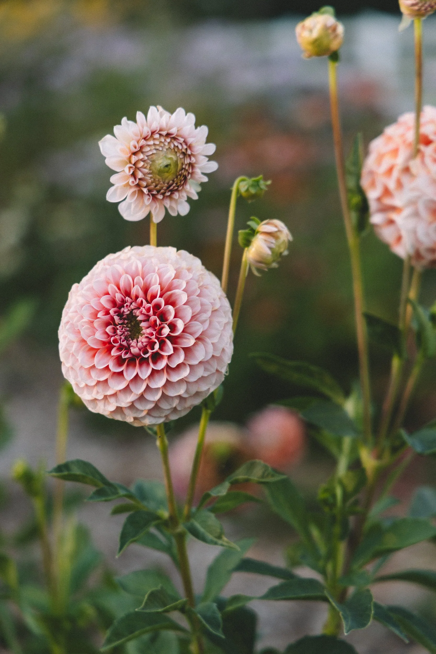Pink and white dahlias blooming on tall green stems with green leaves in background.
