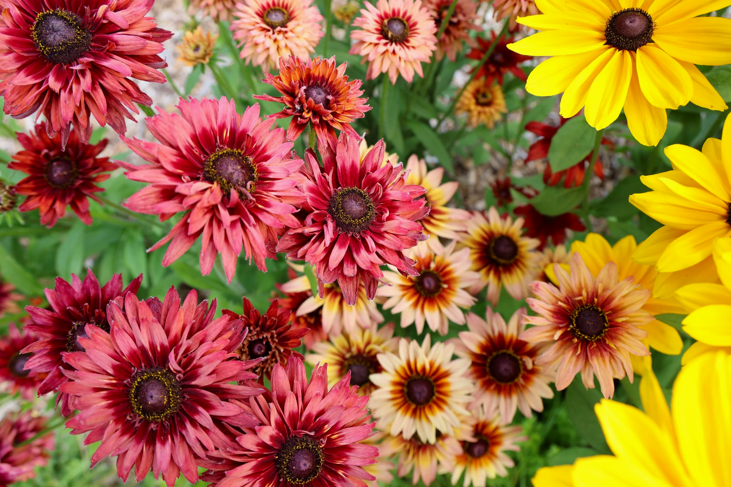 Close-up of a variety of colorful Rudbeckia flowers, including red, pink, orange, and yellow in flower farm feild
