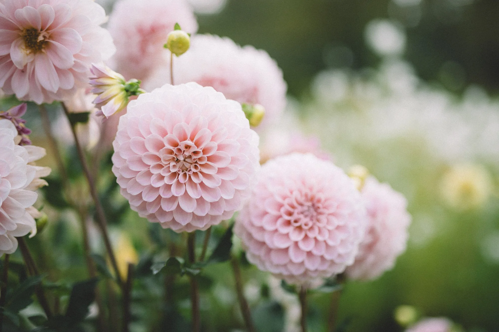 Dahlias
