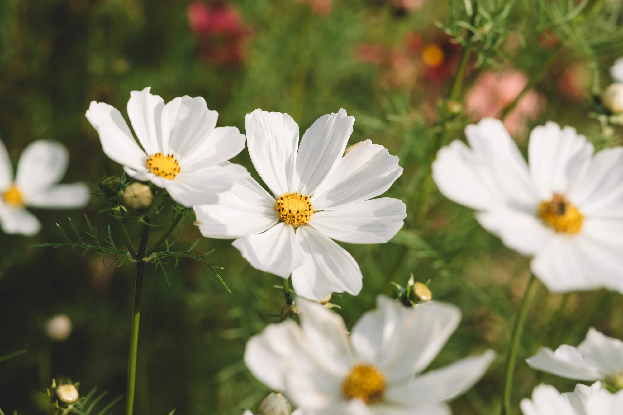 Cosmos
