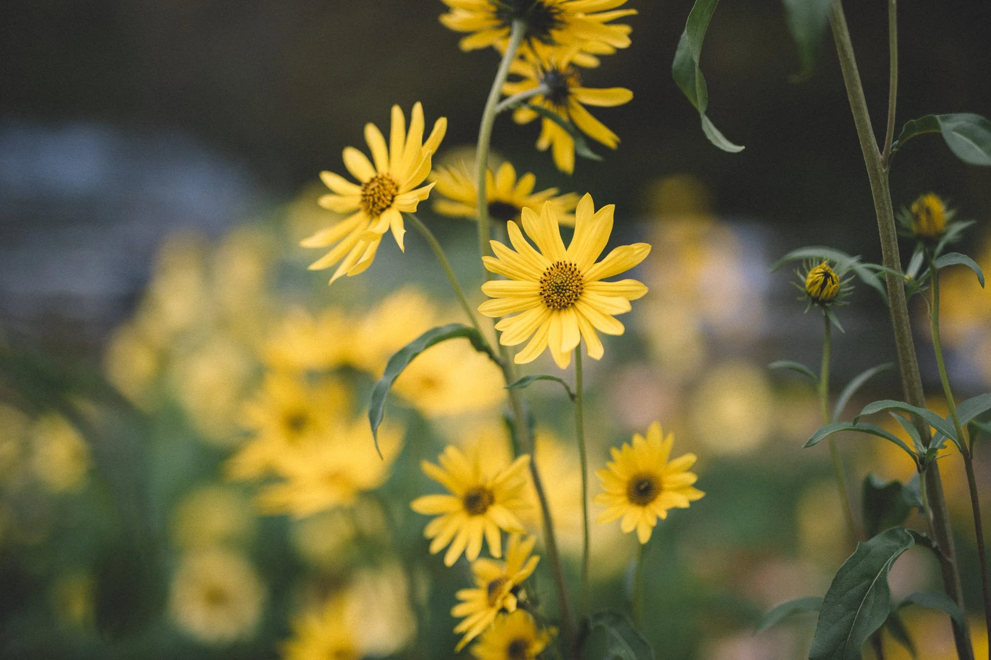 Perennial Sundlowers