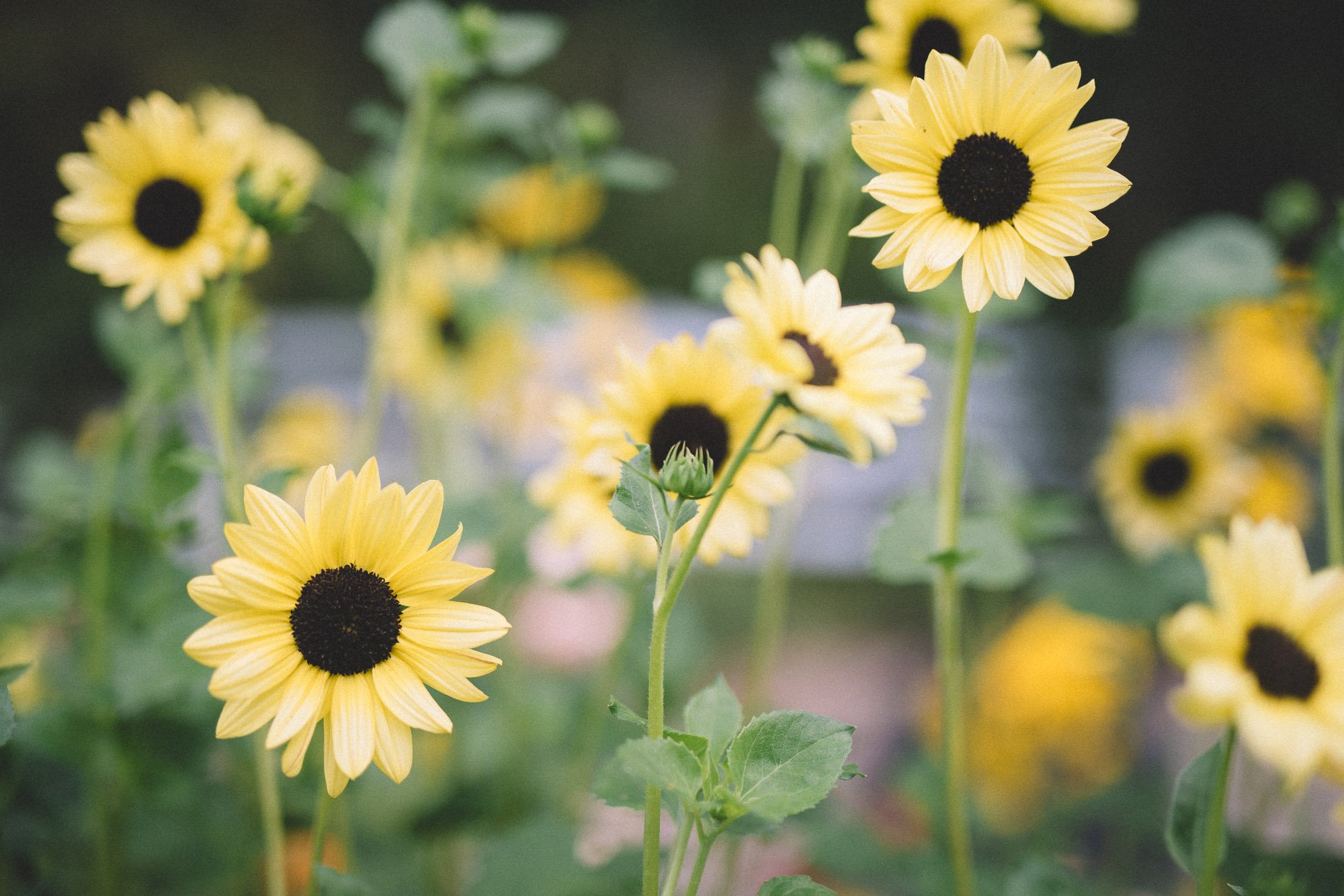 Sunflowers