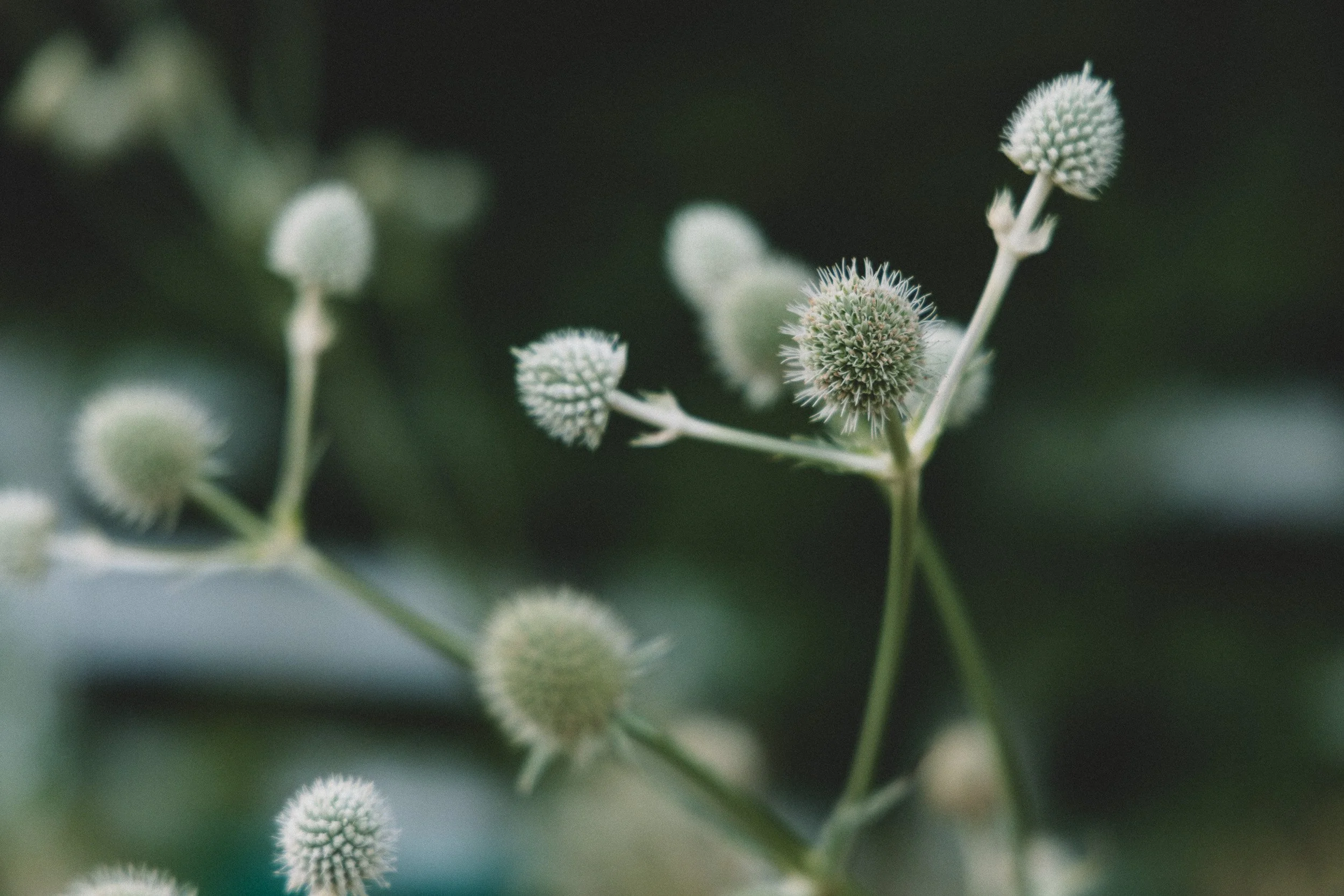 Eryngium