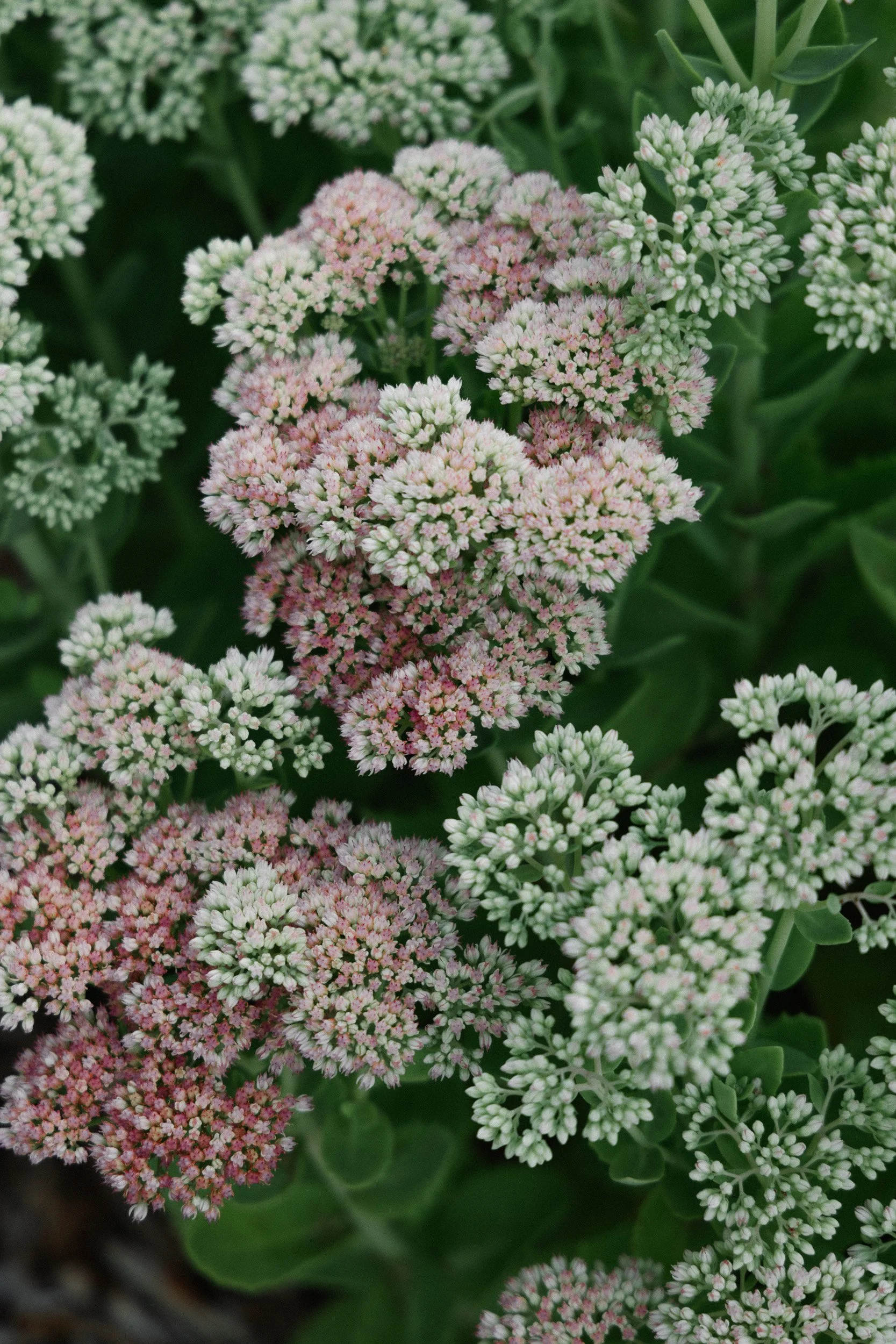 Sedum