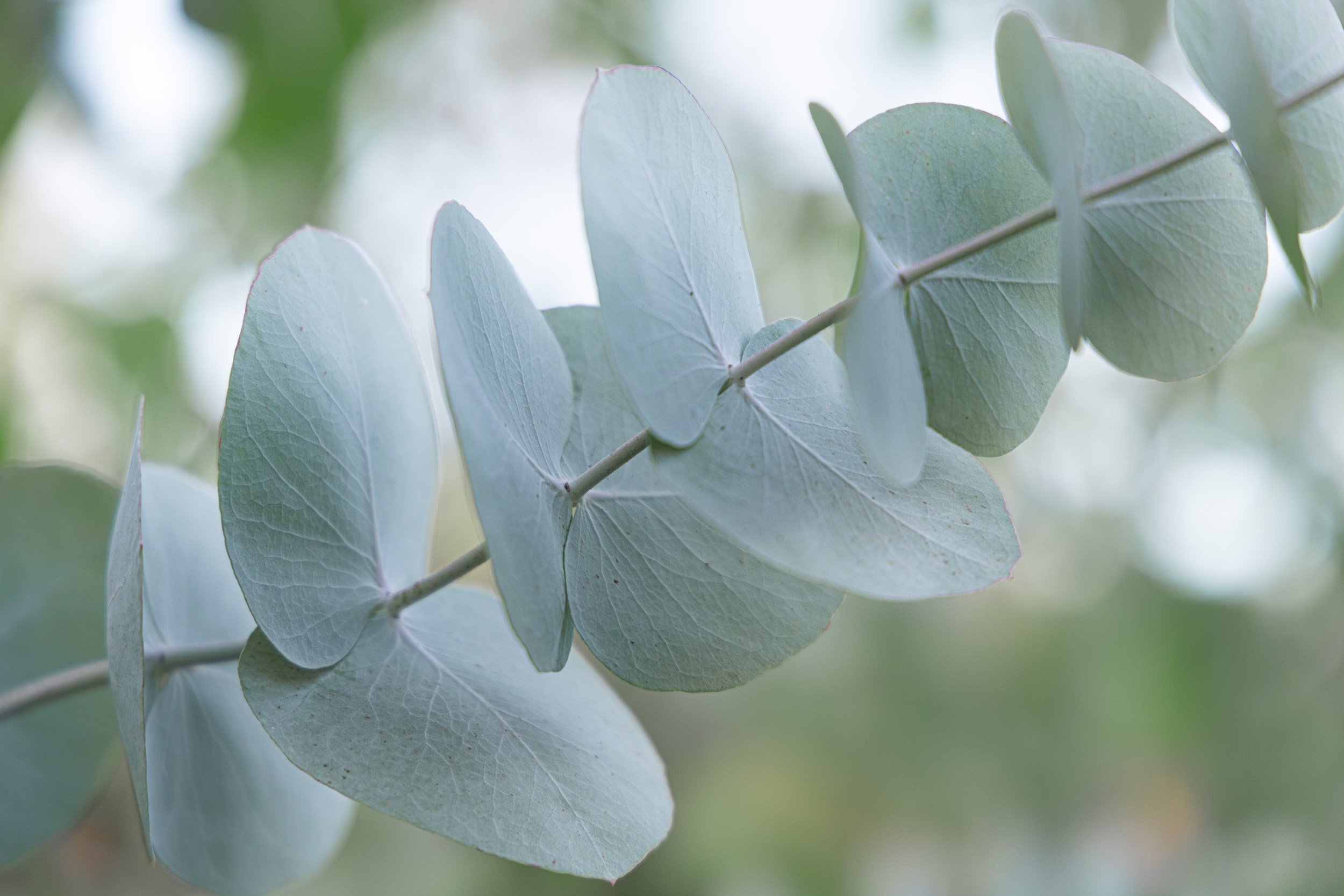 garden-grown-eucalyptus-white-brick-redmond--28.jpg