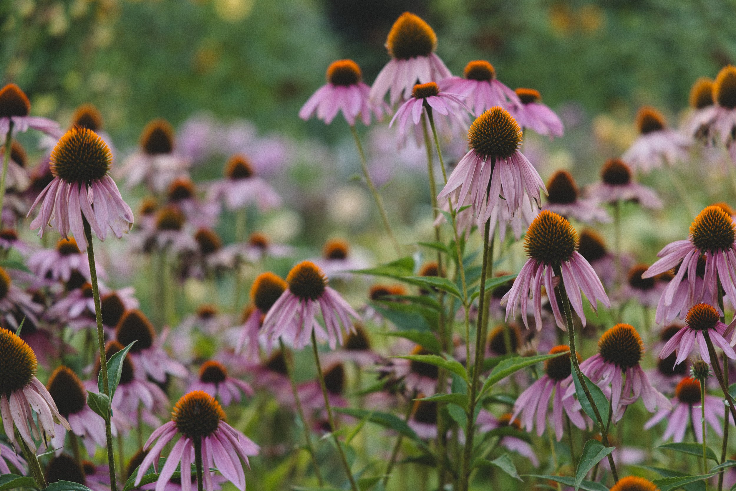 Close-up of pink coneflowers with brown centers in a garden.