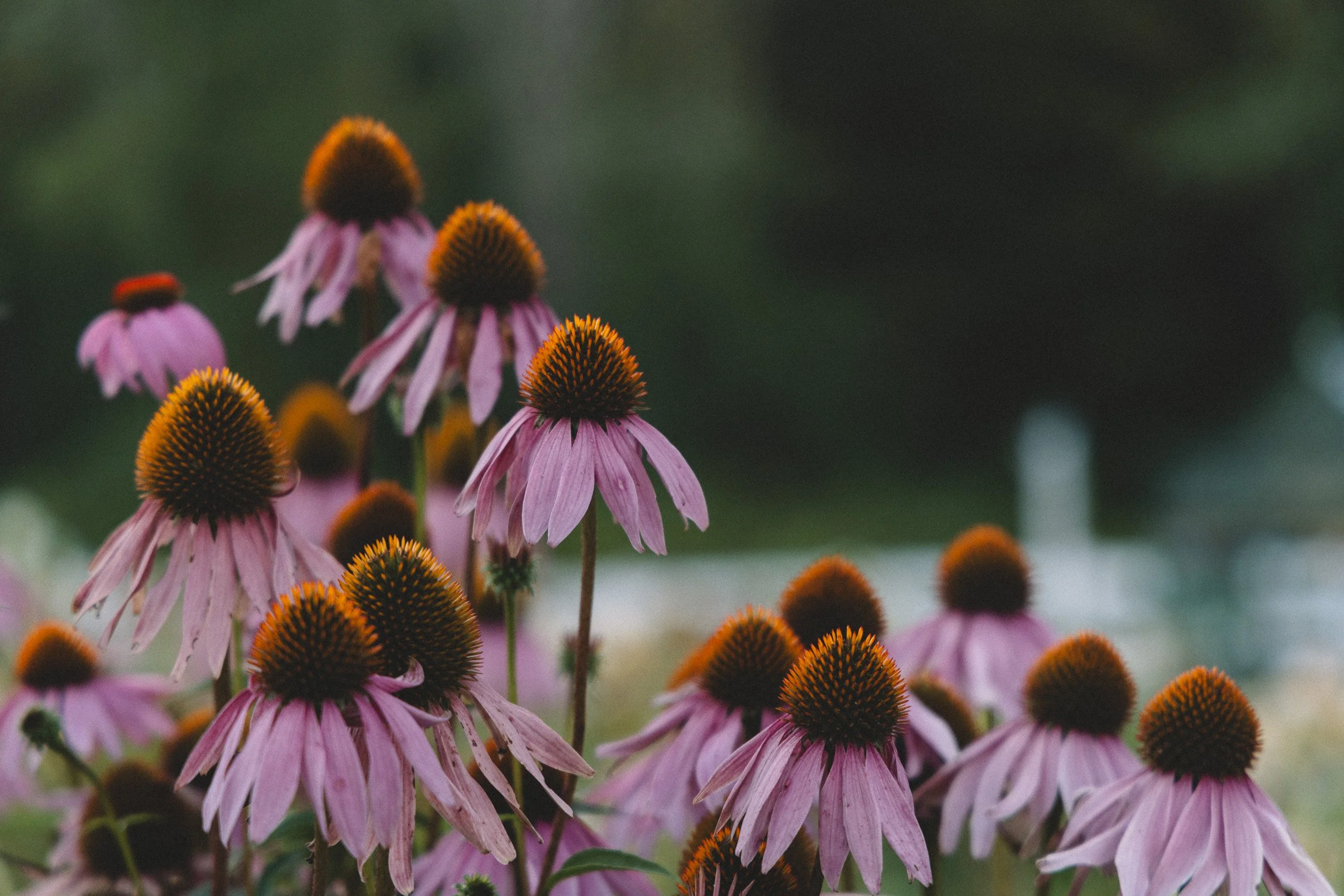 Close-up of purple coneflowers with drooping petals and orange and brown cone-shaped centers, set against a blurred green background.