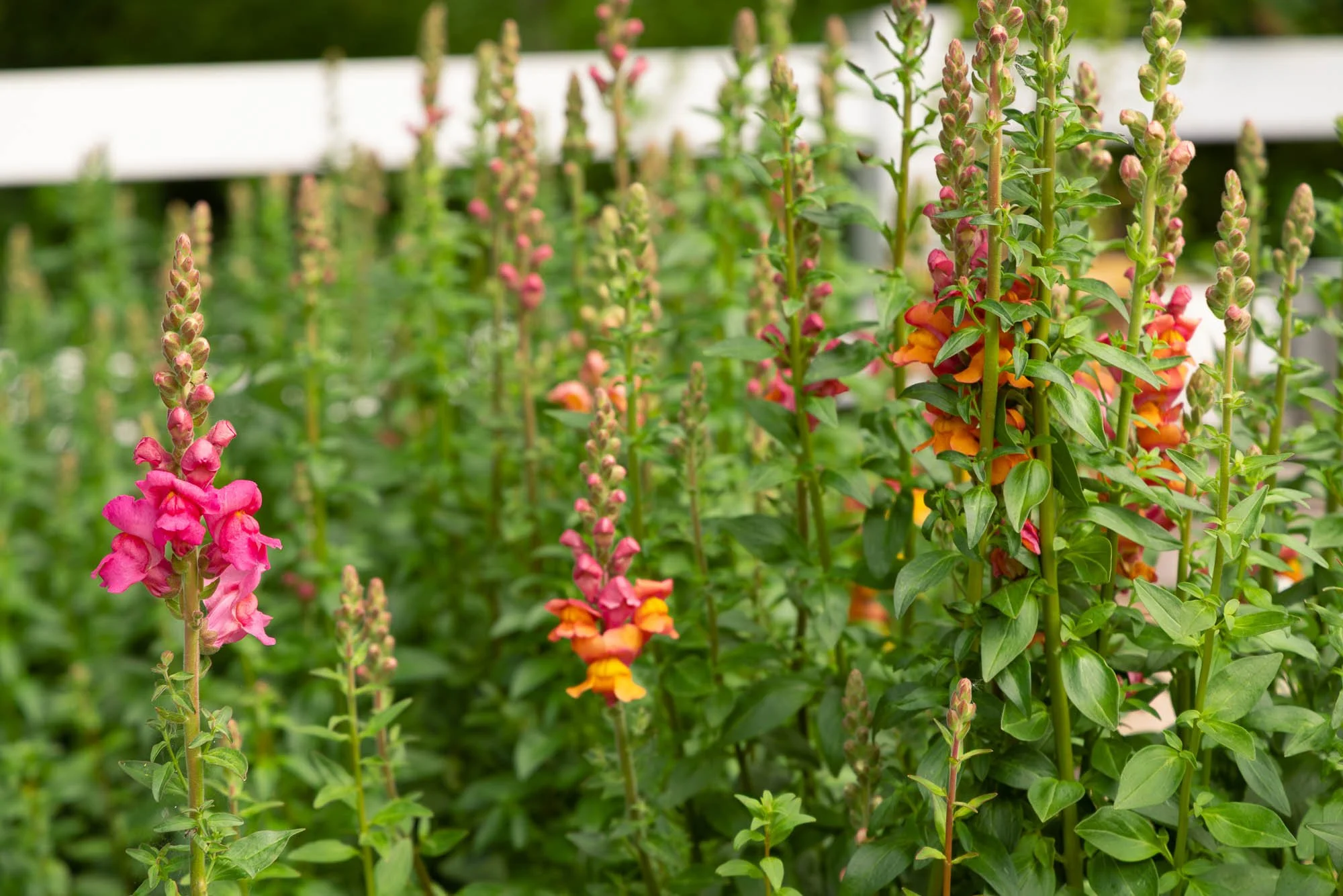 Orange and pink snapdragon flowers growing at White Brick Flower Farm in Redmond, Washington.
