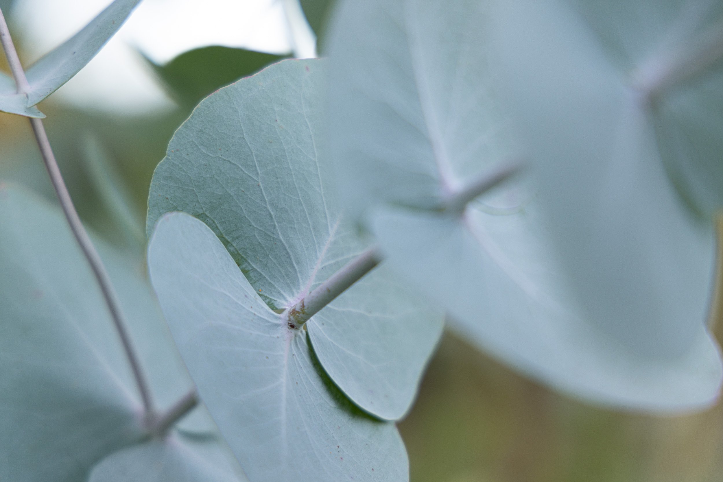 garden-grown-eucalyptus-white-brick-redmond--26.jpg