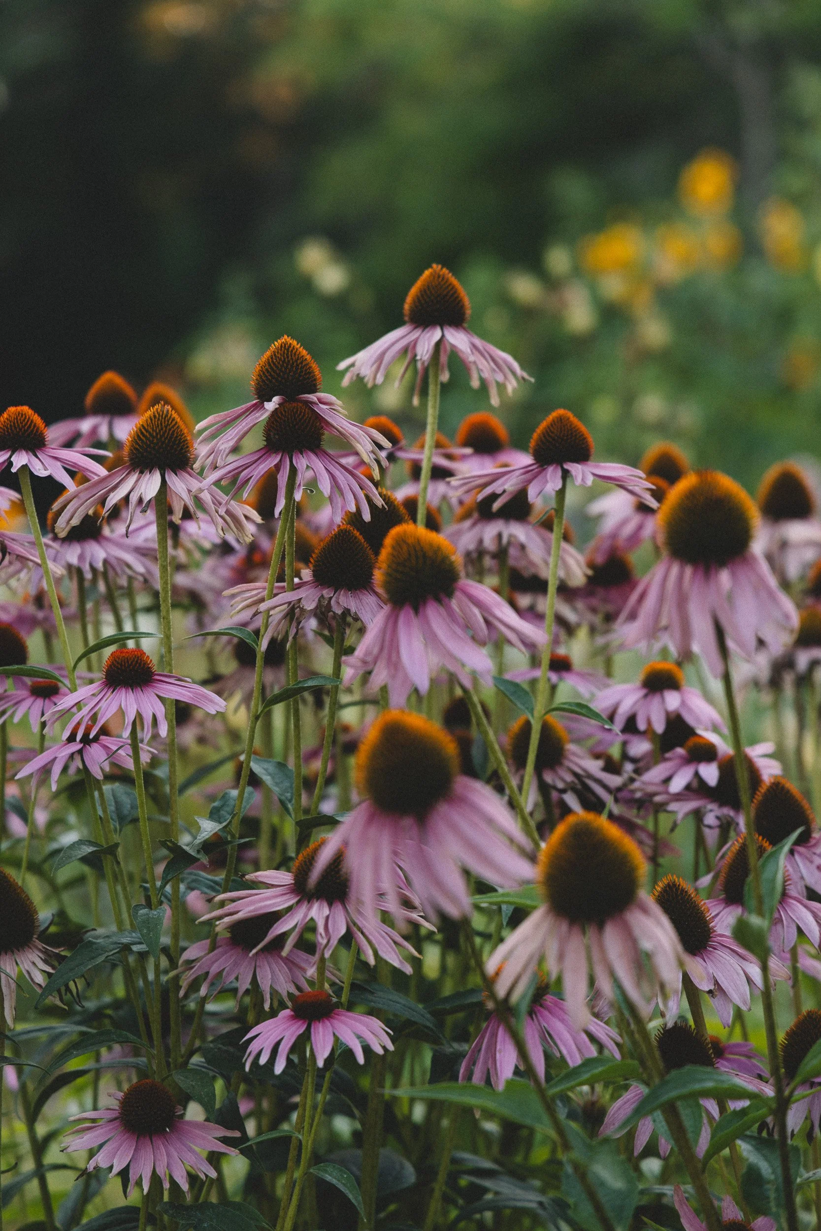 purple-coneflower-perennial-garden.jpg