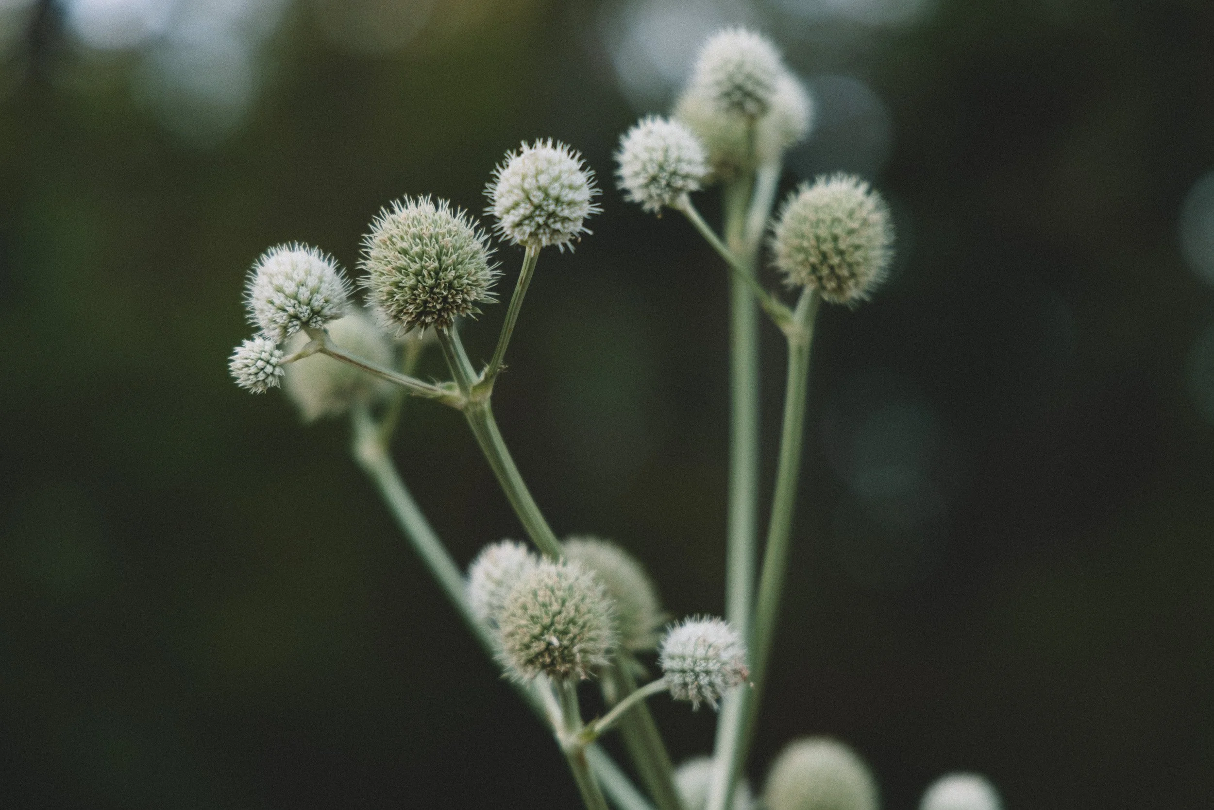 Close-up of white spherical flowers on tall green stems against a blurred dark background.