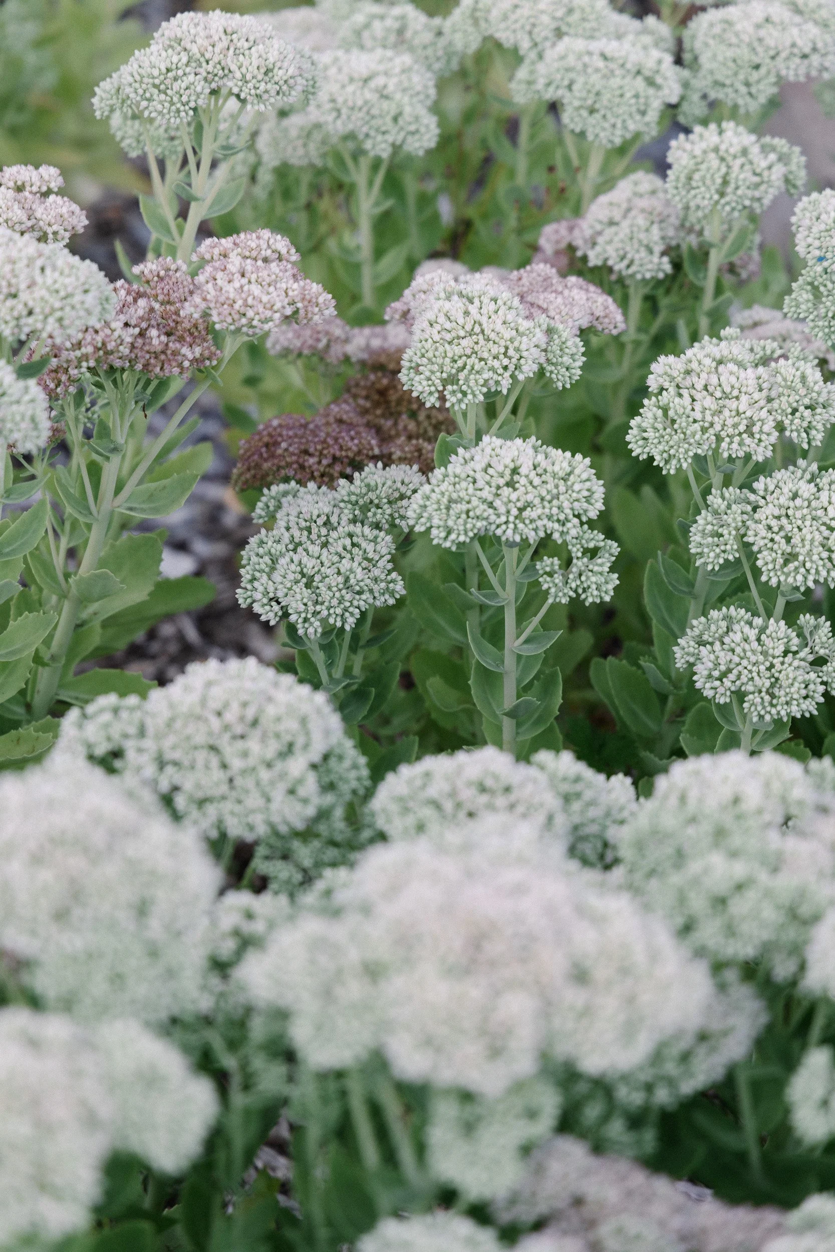 Close-up of white flowering plants with small, tightly packed blooms and green leaves in the background.