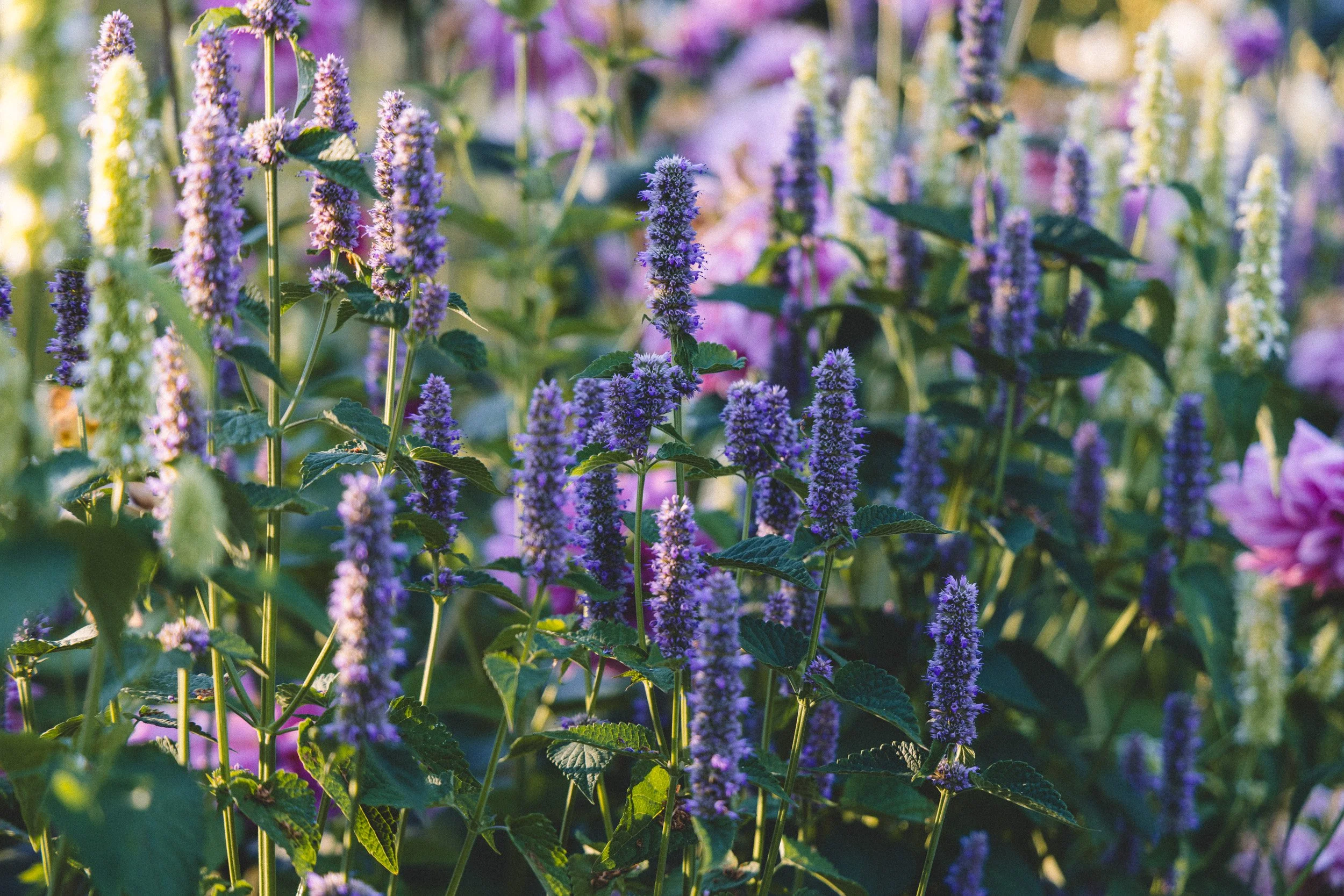 lavender-agastache-cutting-garden.jpg