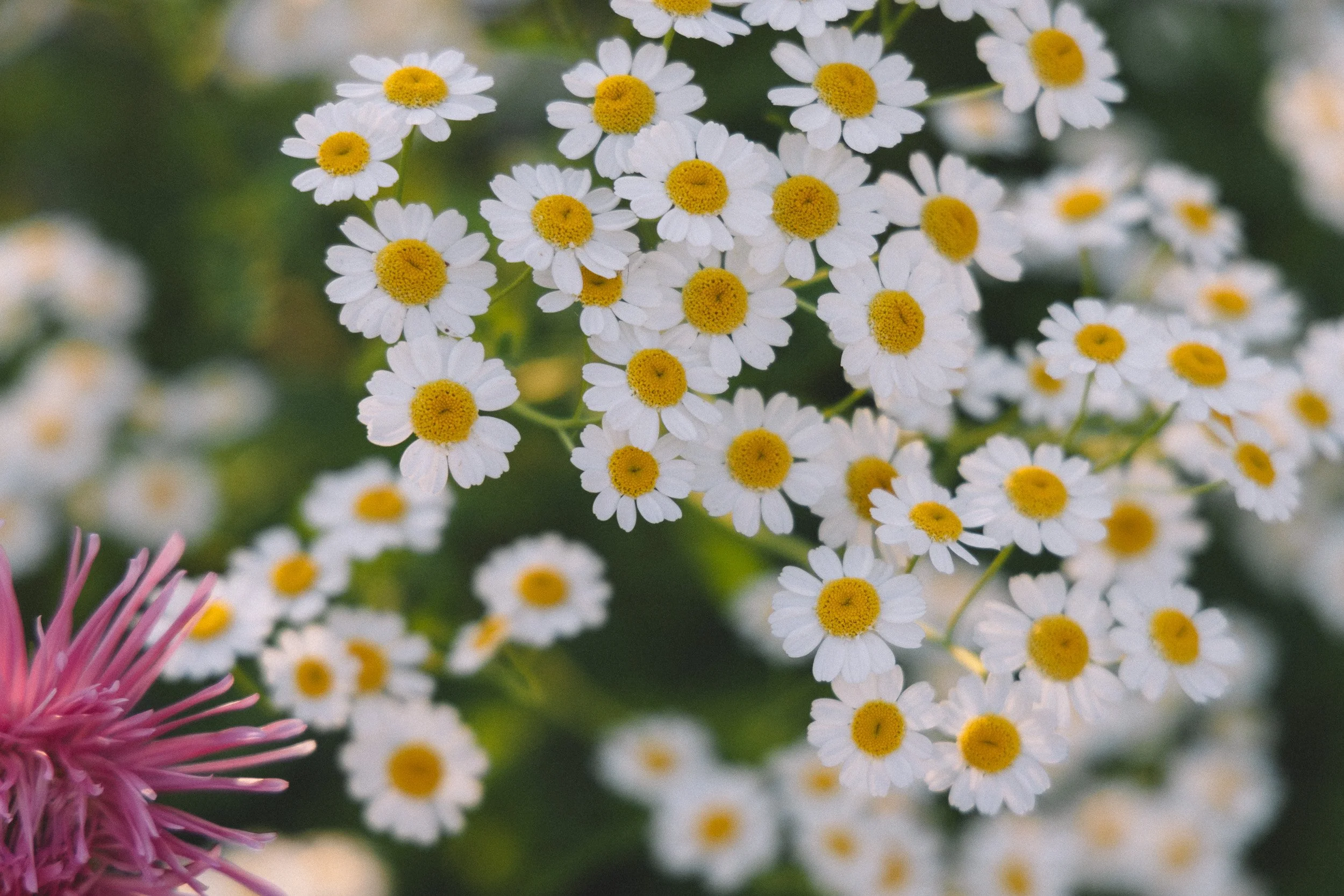 Close-up of white daisies with yellow centers and pink spider flower with long, spiky petals in the foreground, set against a blurry green background.